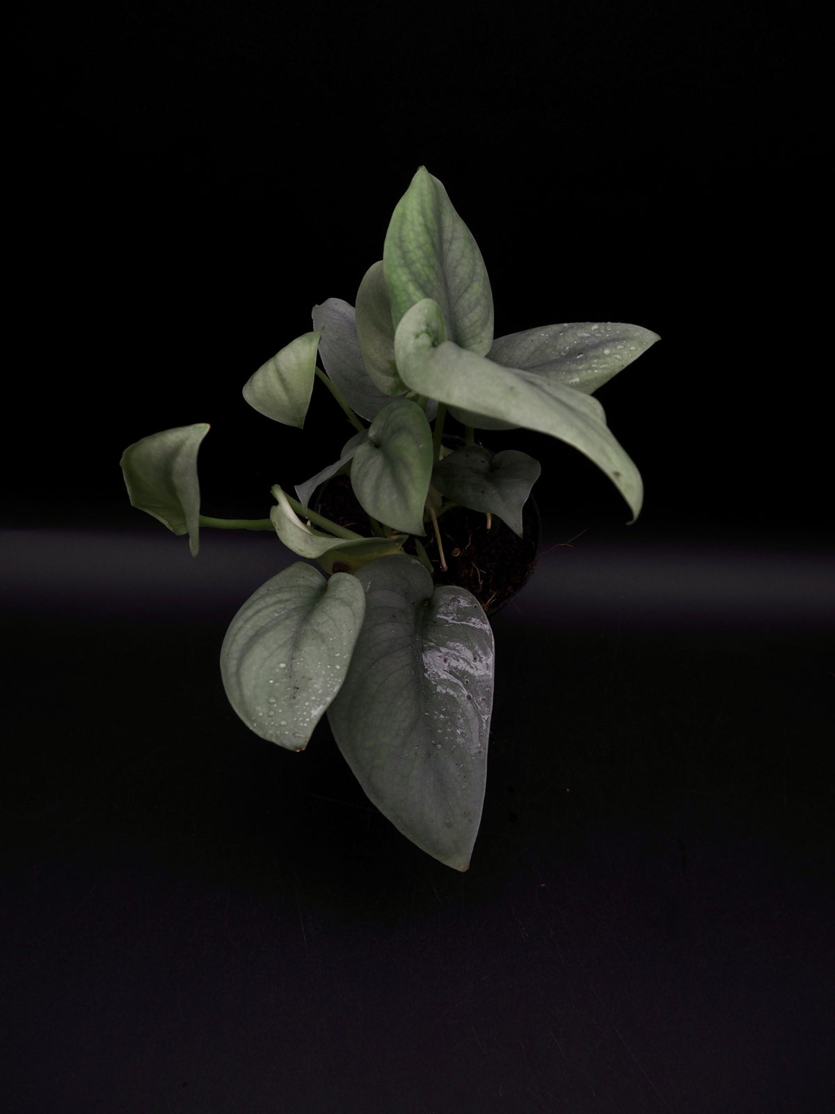 Scindapsus Platinum