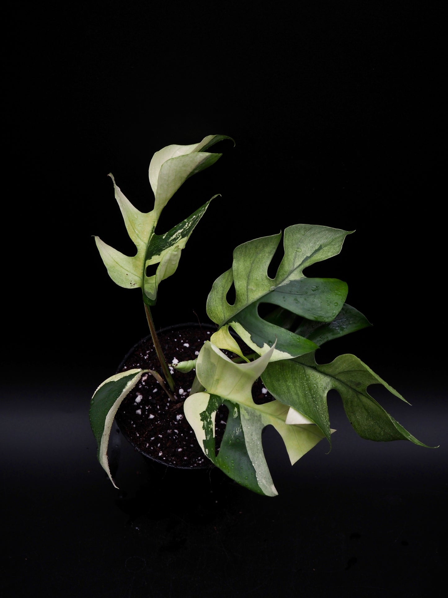 Rhaphidophora Tetrasperma Variegata