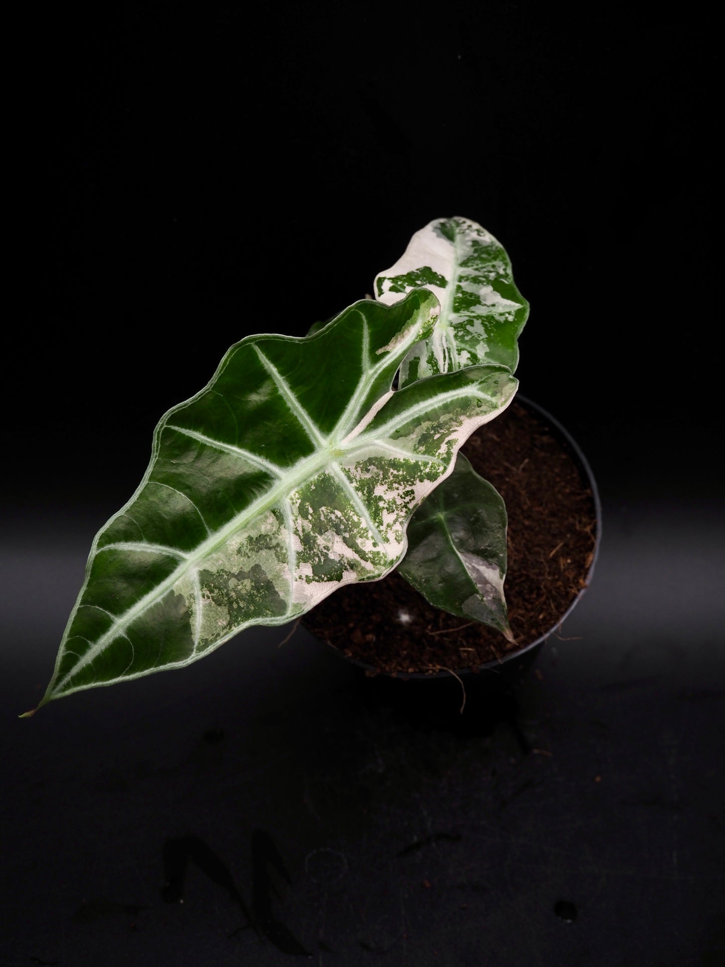 Alocasia Polly Pink Variegata