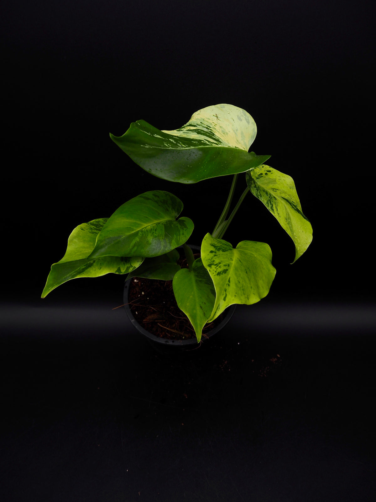 Monstera Light Lime