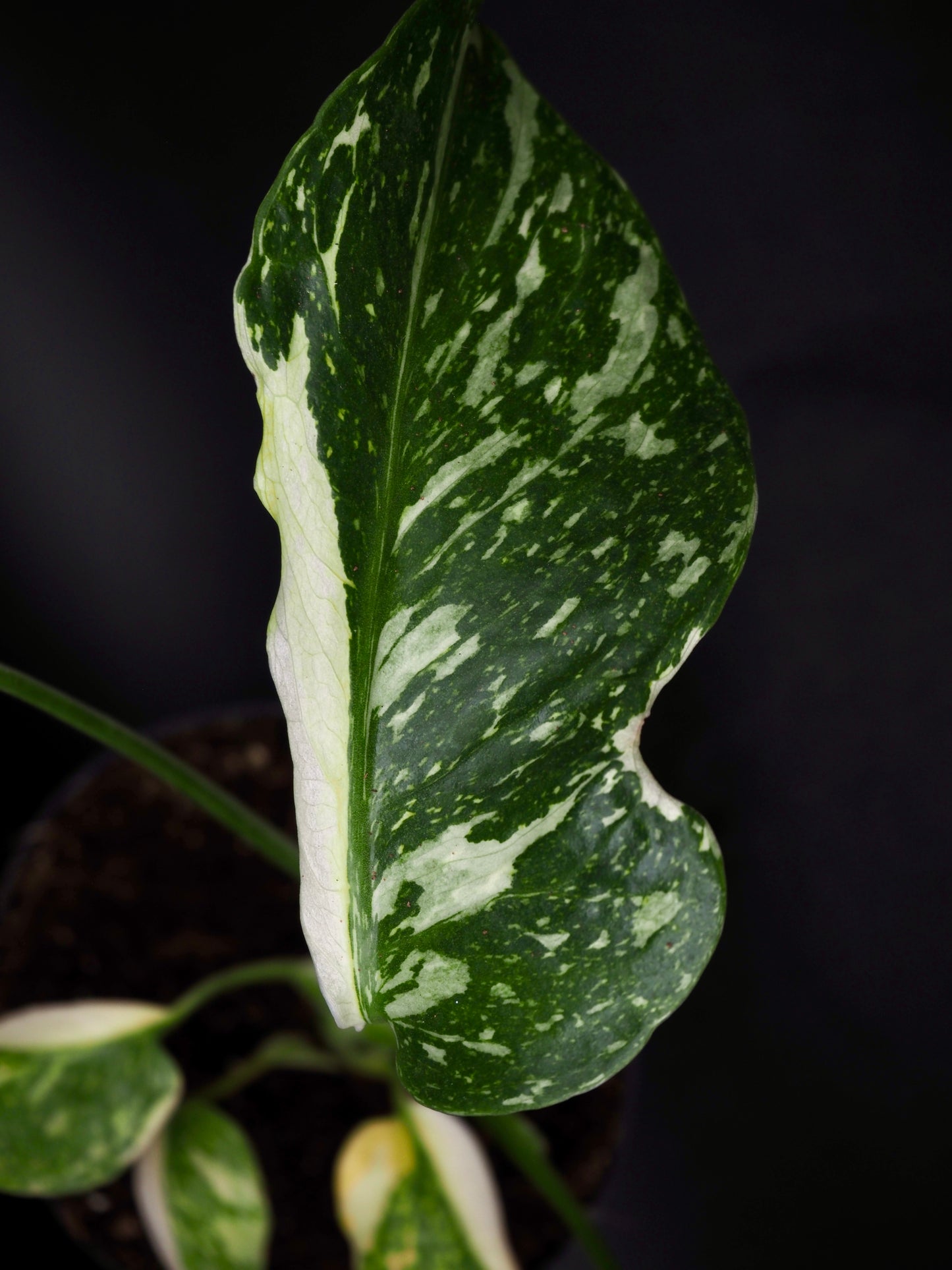 Monstera Golden Lion