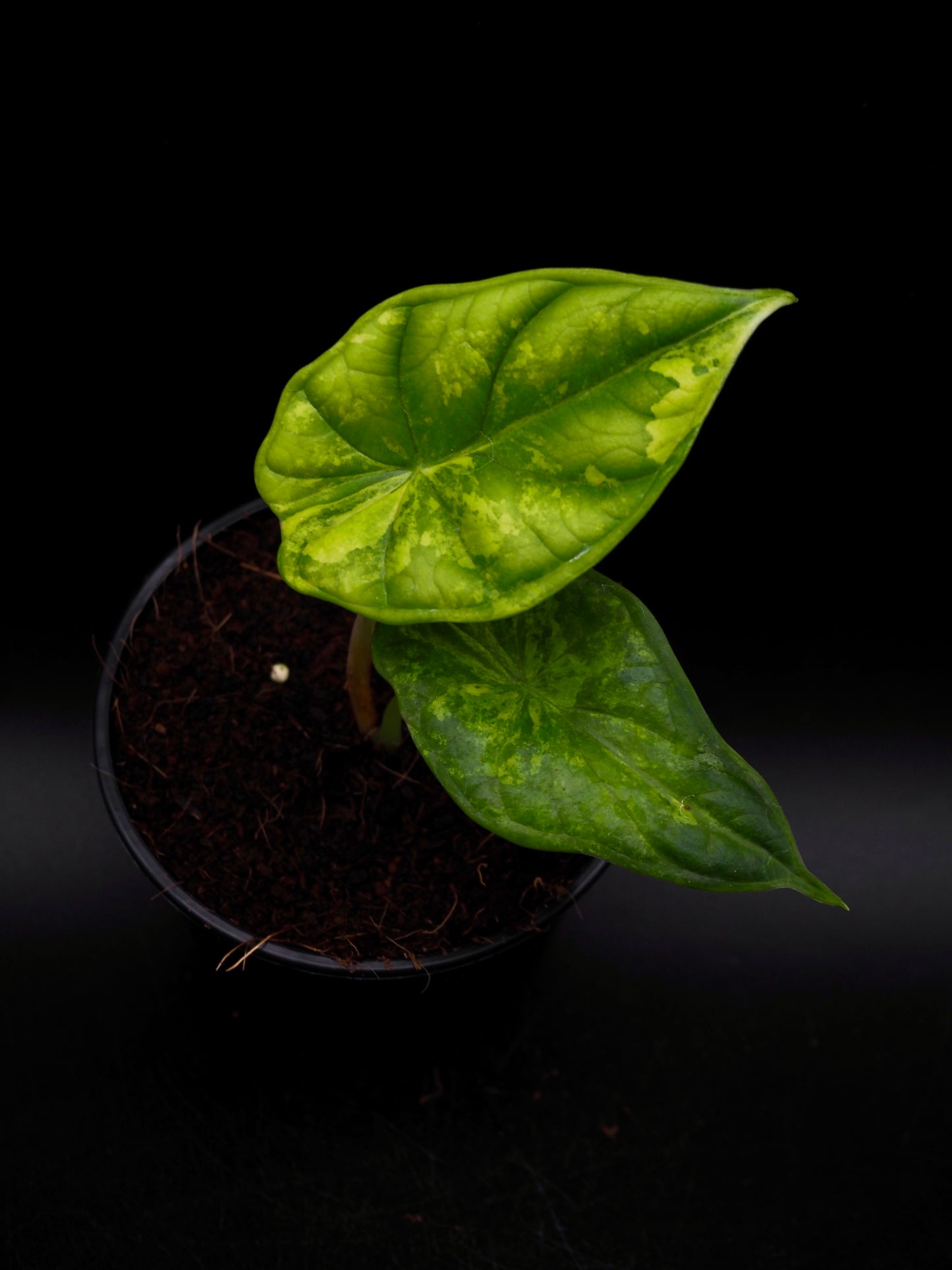 Alocasia Dragon Scale Aurea