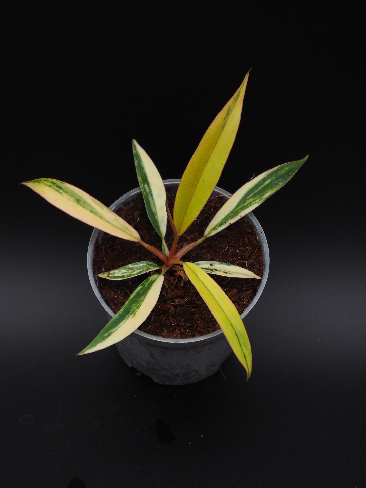 Philodendron Marbre Caramel