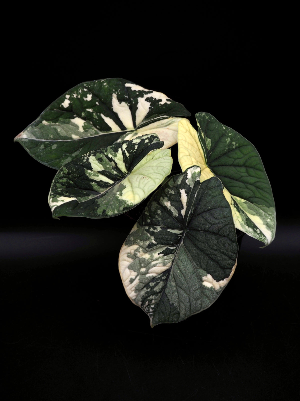 Alocasia Melo Albo Variegata