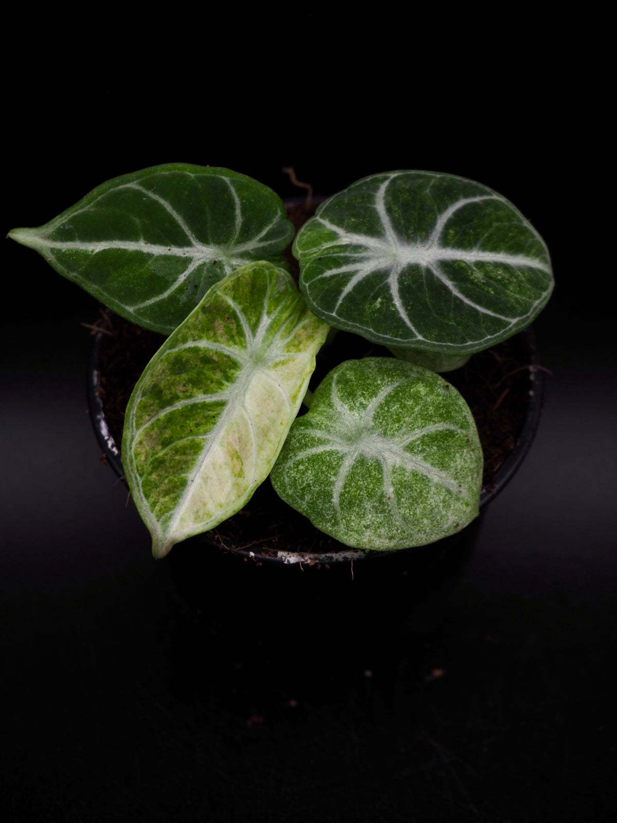 Alocasia Ninja Tricolor