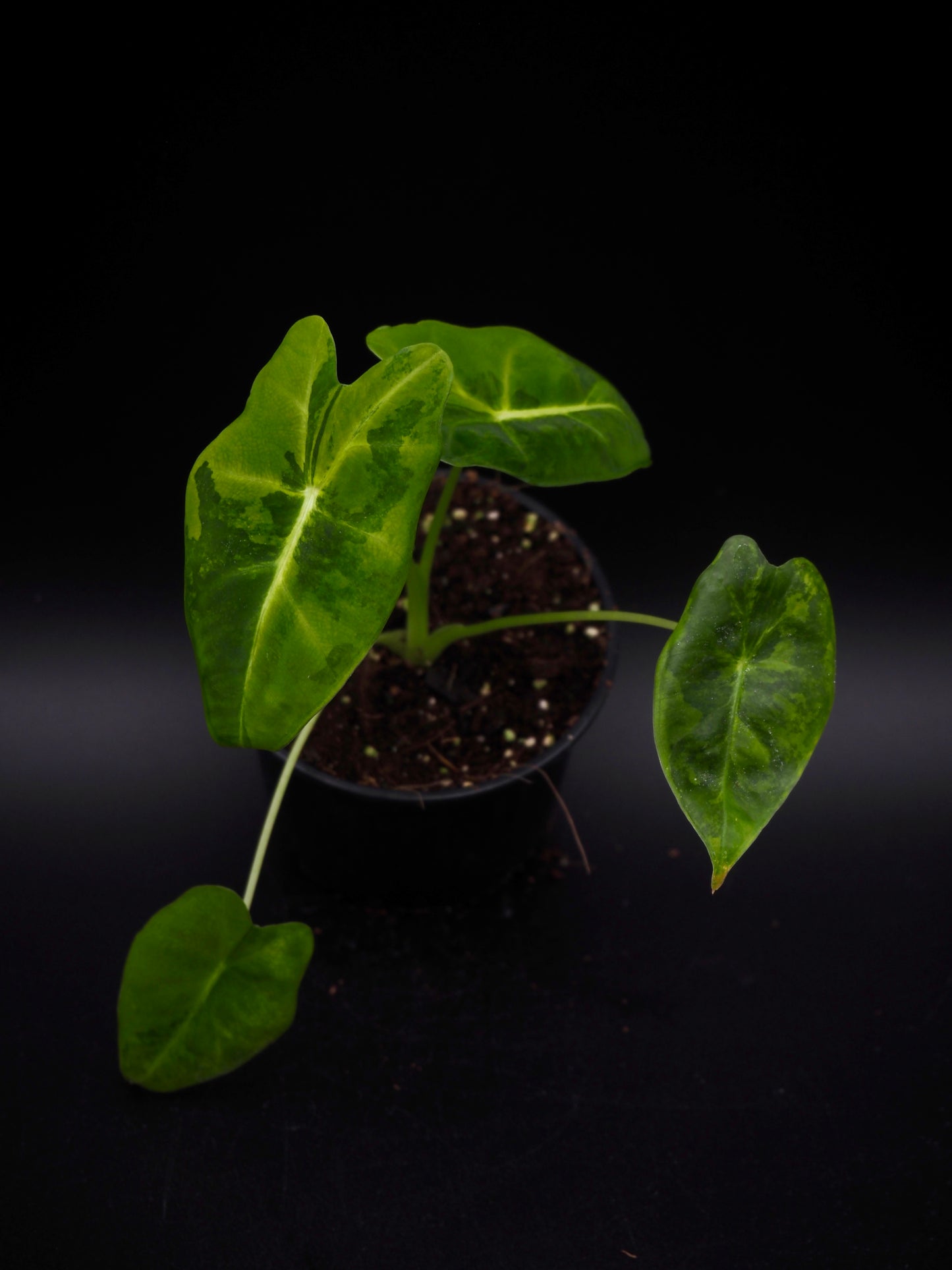 Alocasia Frydek gog