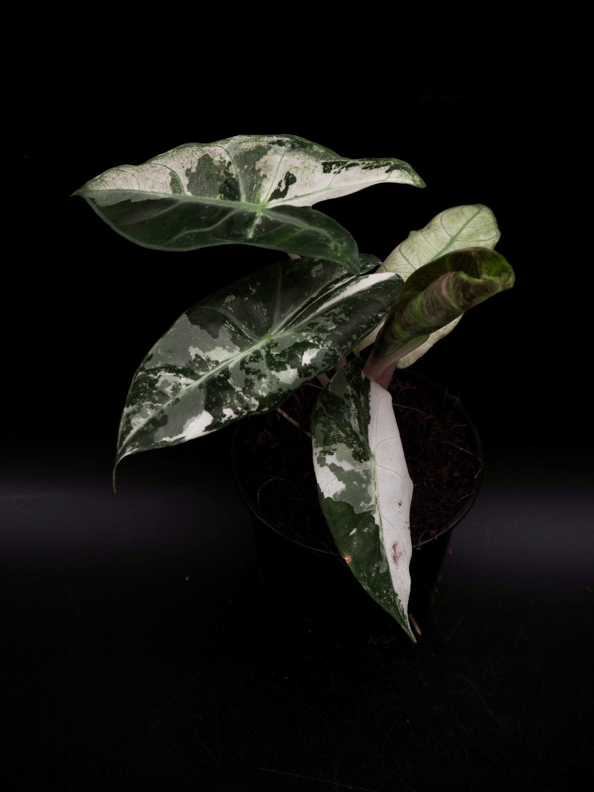 Alocasia Pink Dragon Albo Variegata