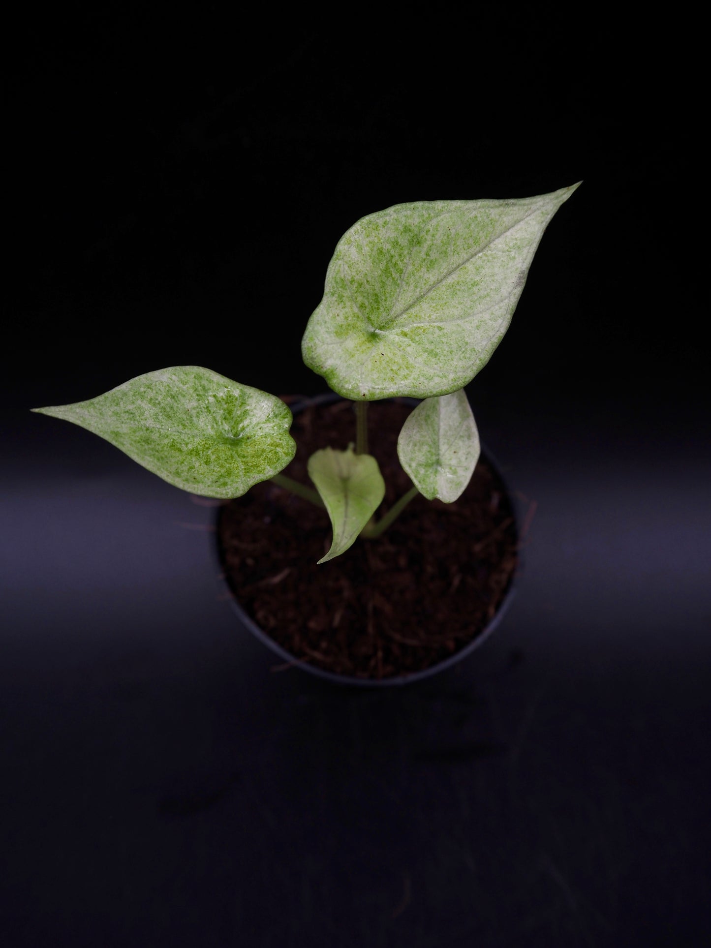 Alocasia Scalprum Mint