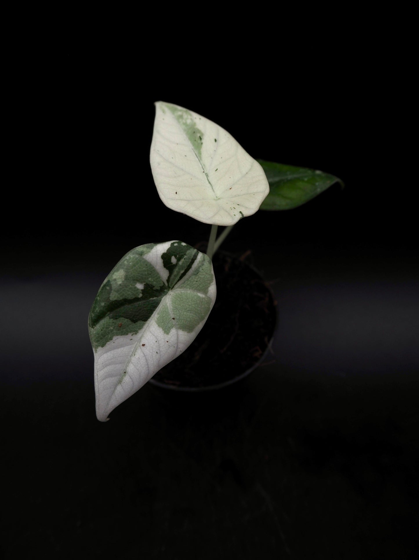 Alocasia Maharani Albo Variegata