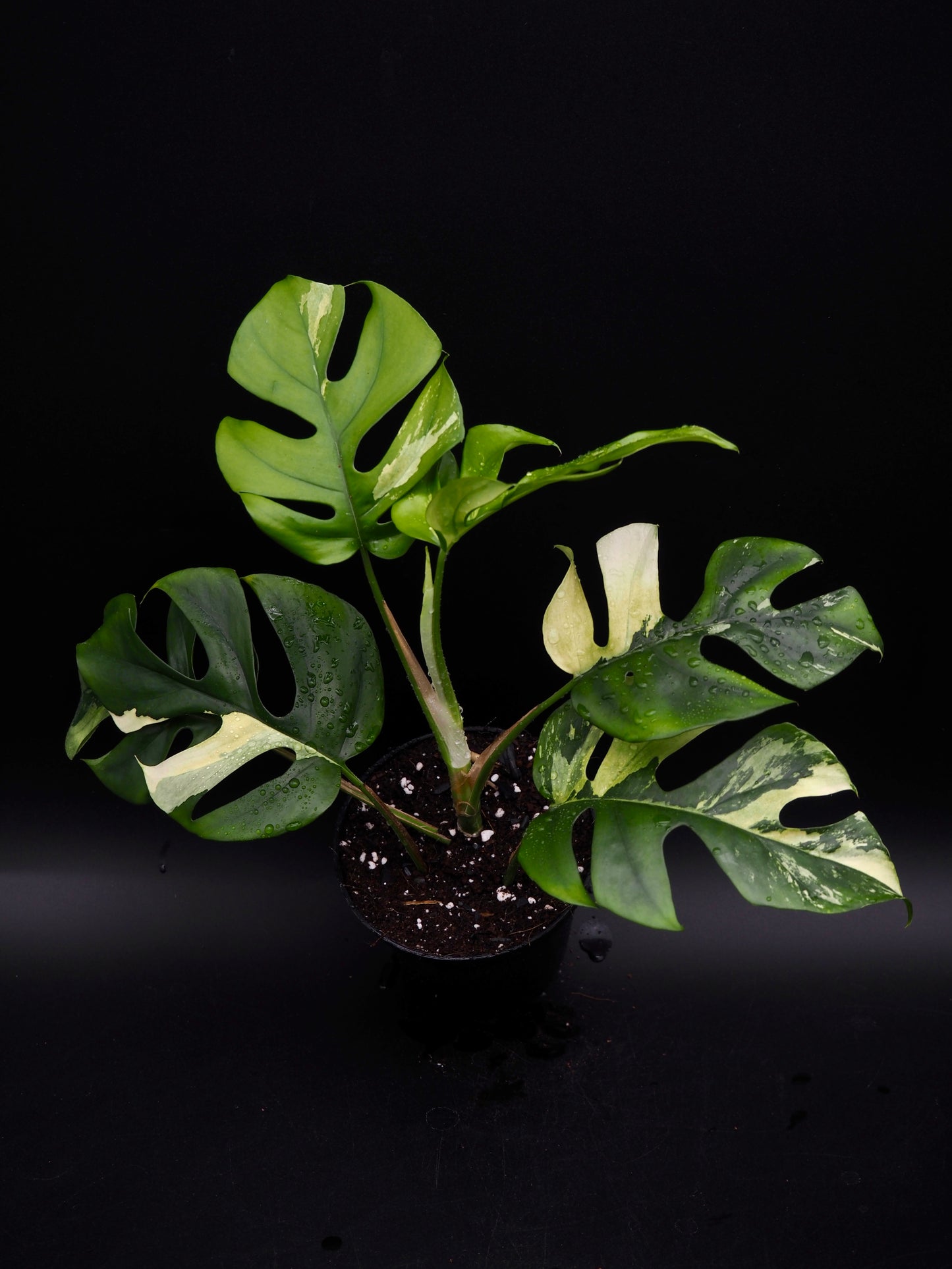 Rhaphidophora Tetrasperma Variegata