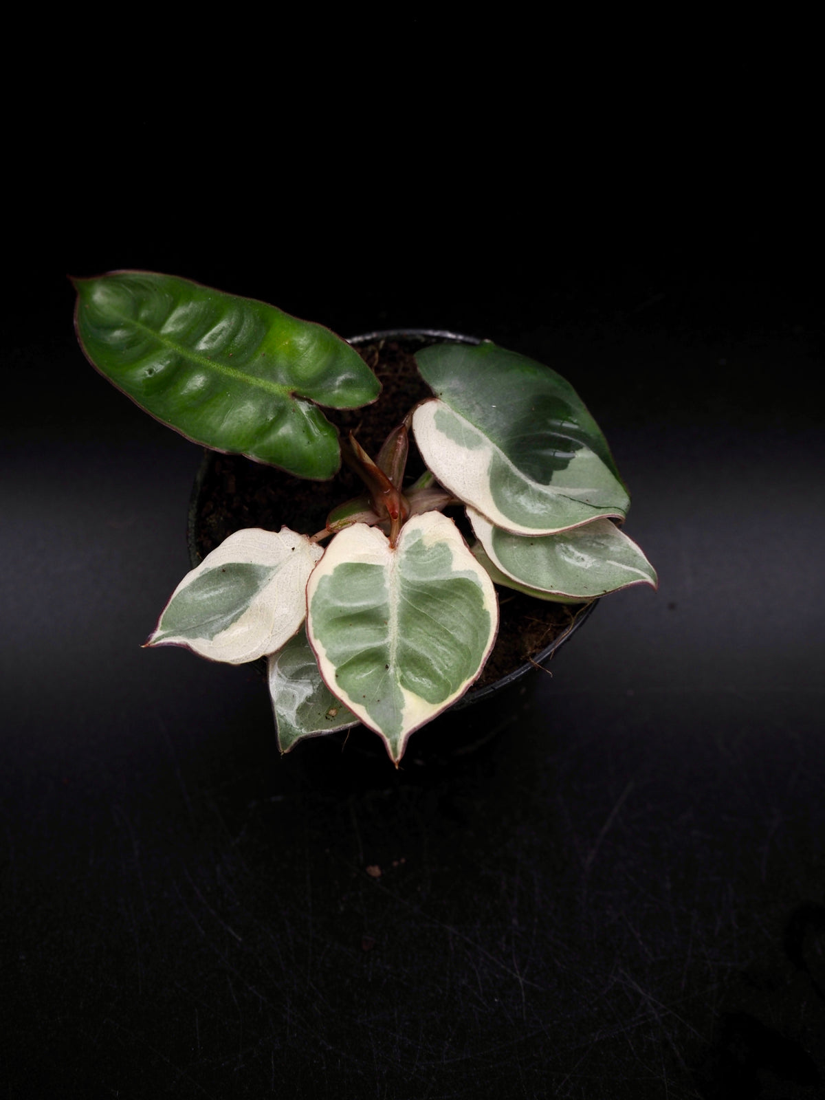 Philodendron Billietiae White Lava