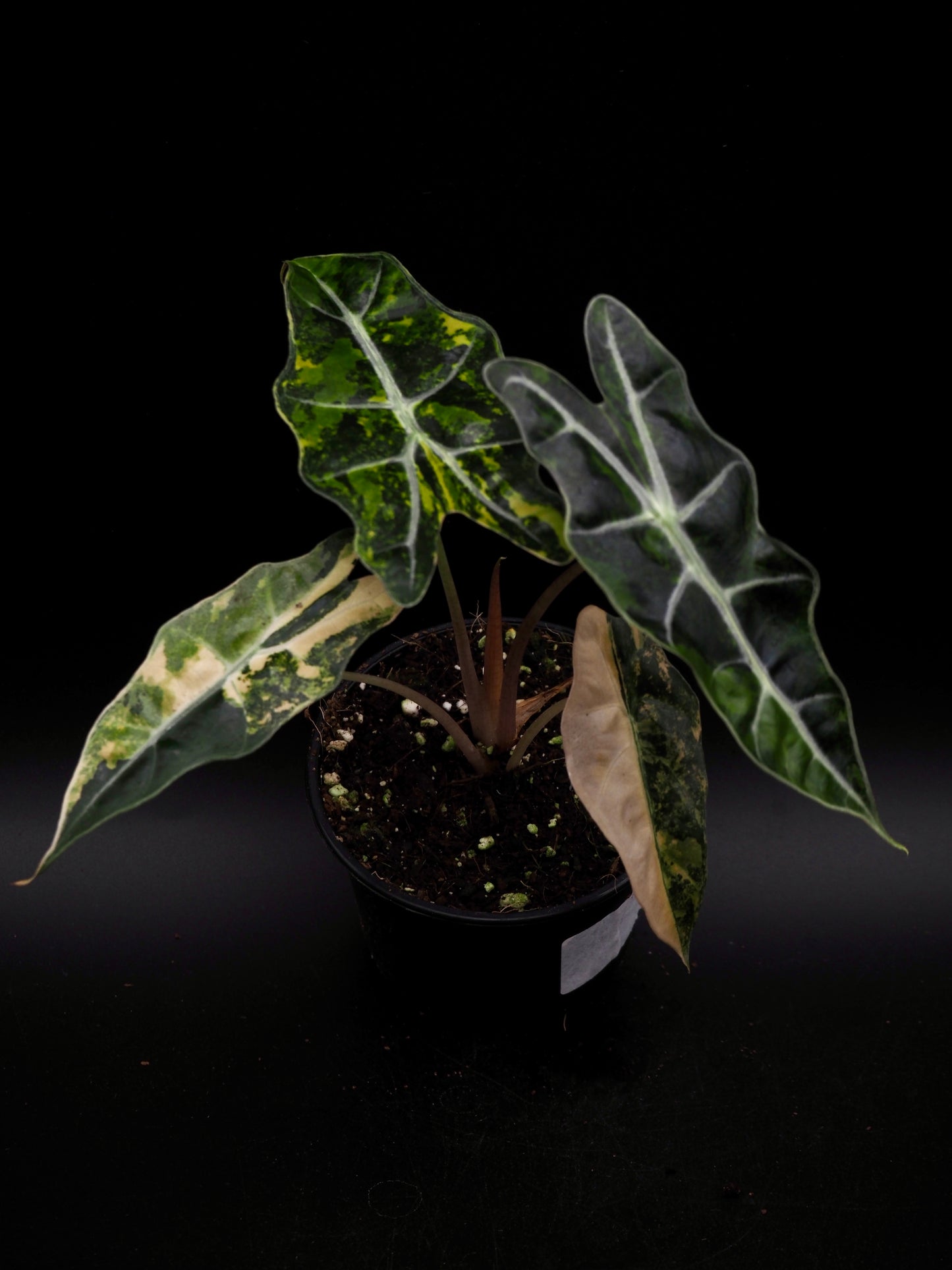 Alocasia Sanderiana Bull Aurea