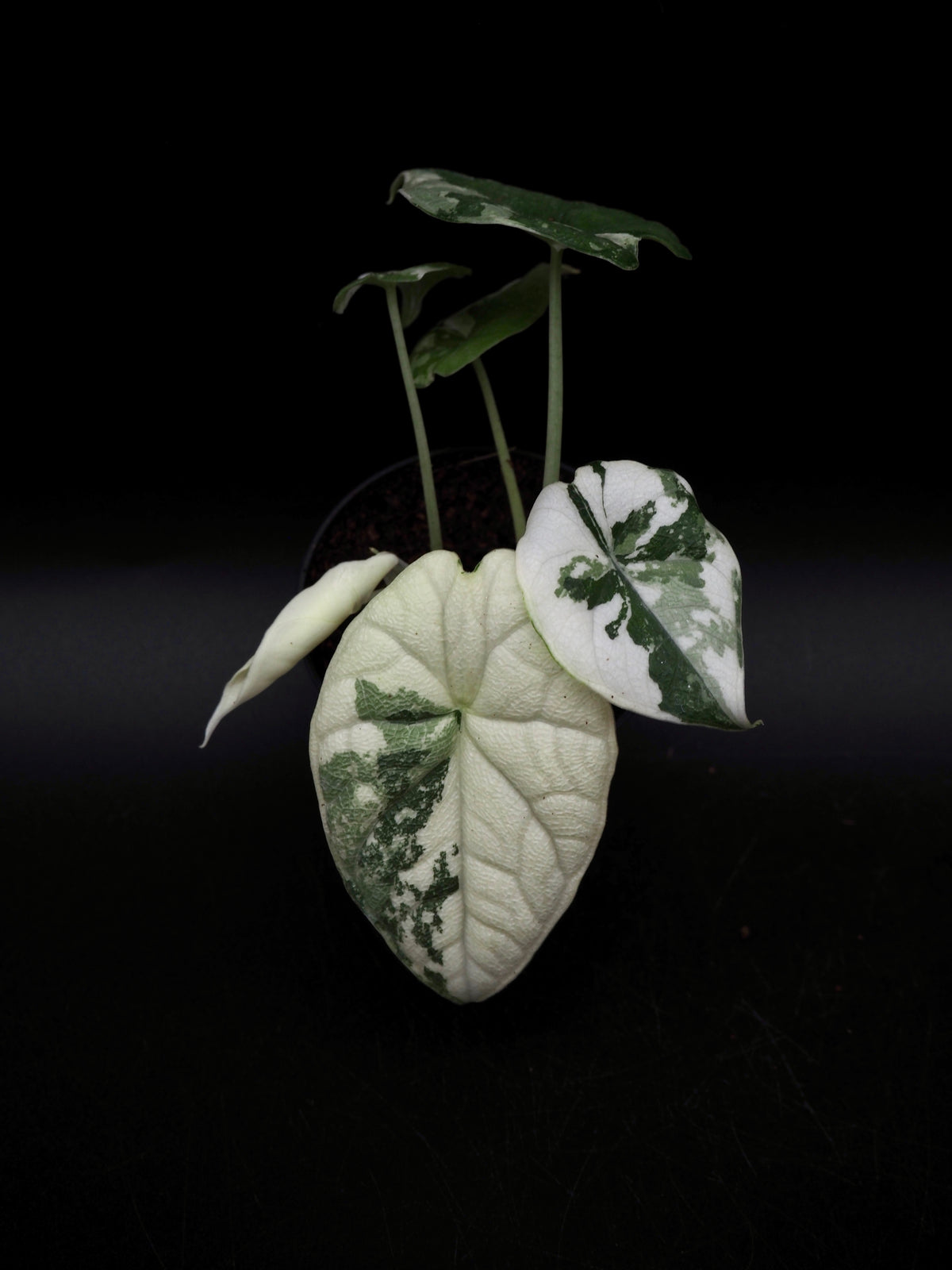 Alocasia Melo Albo Variegata