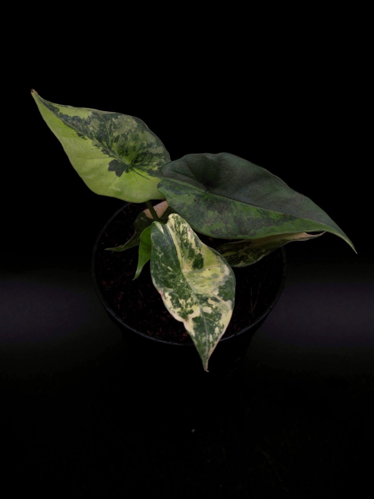 Alocasia Simpo Aurea