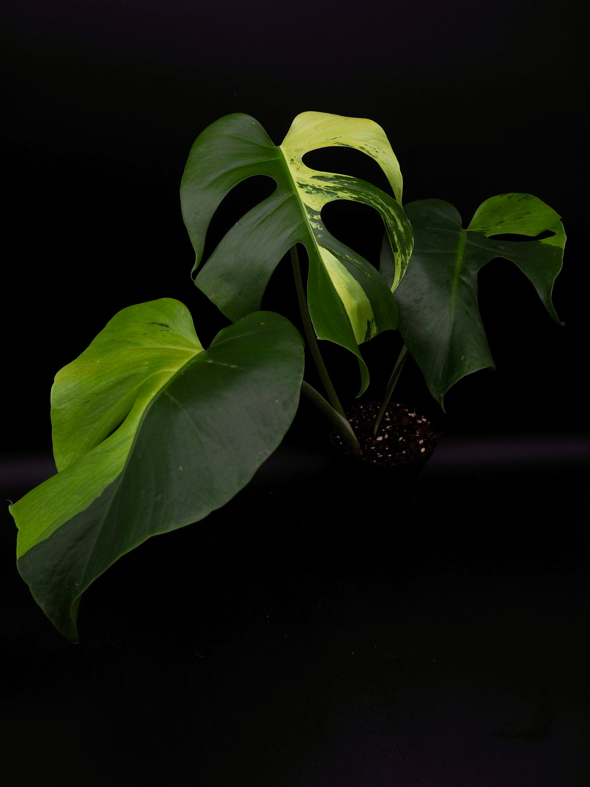 Monstera Light Lime