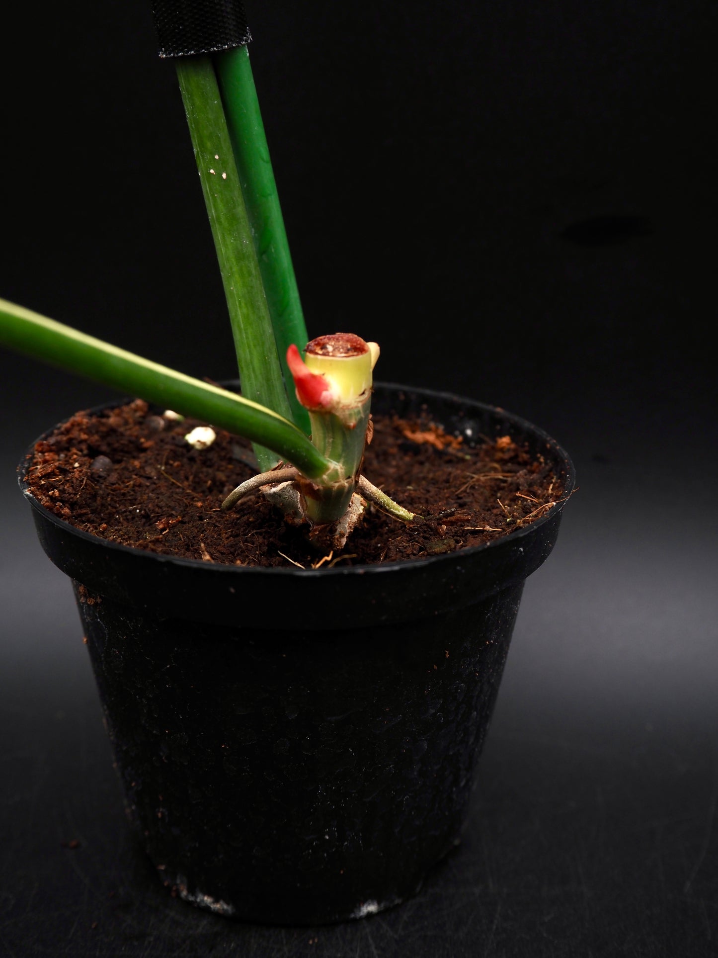 Philodendron Golden Dragon Variegata