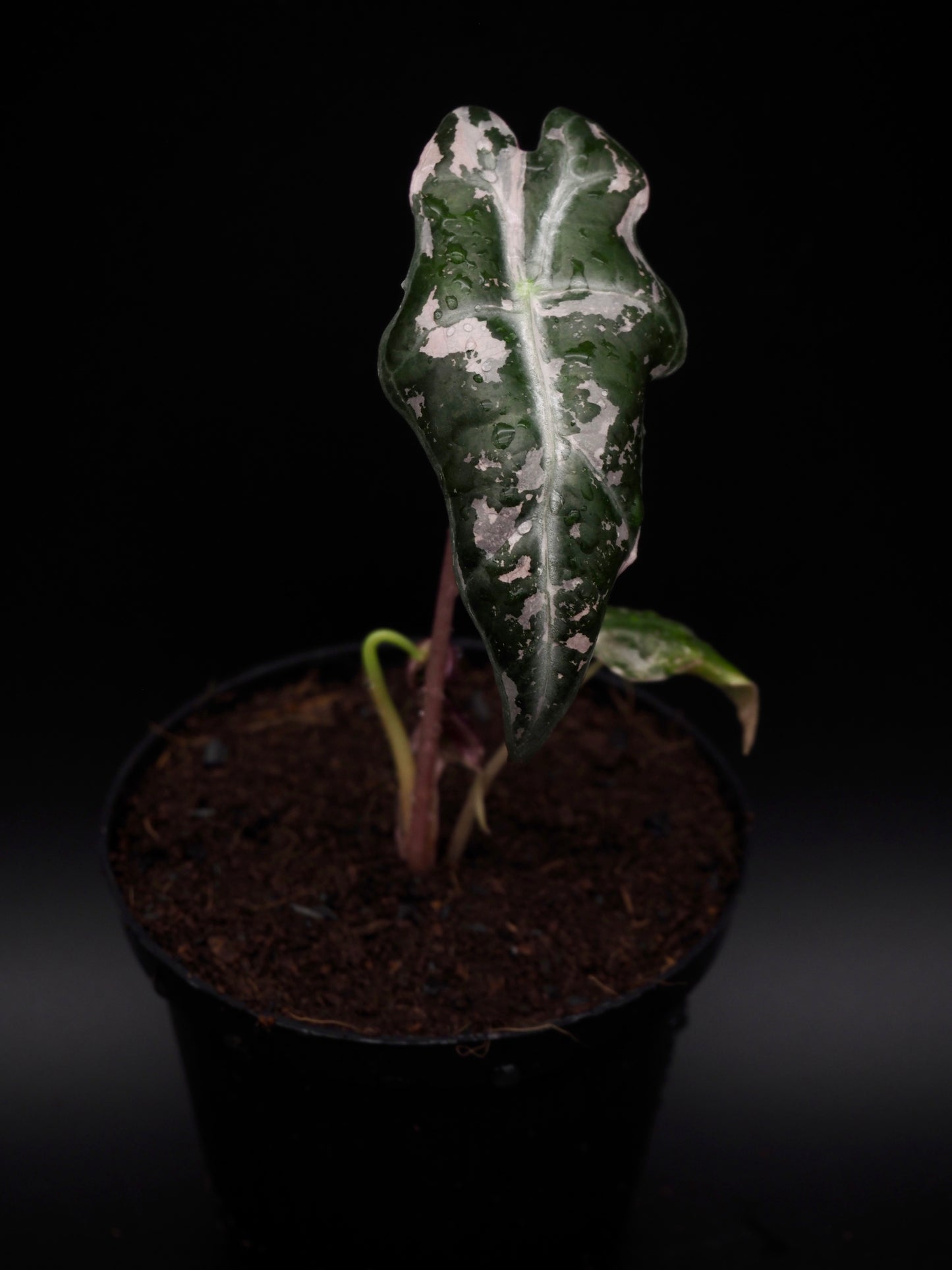 Alocasia Nobilis Pink