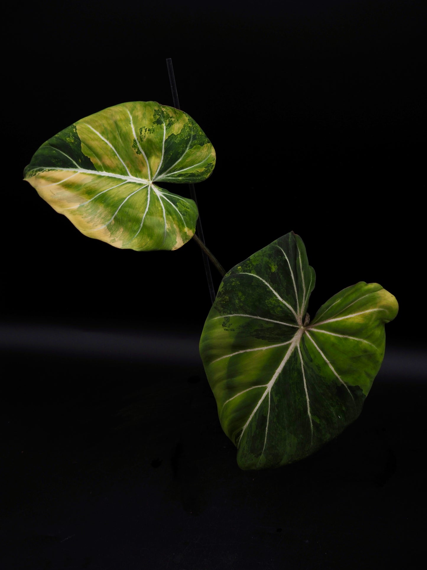 Philodendron Gloriosum Aurea