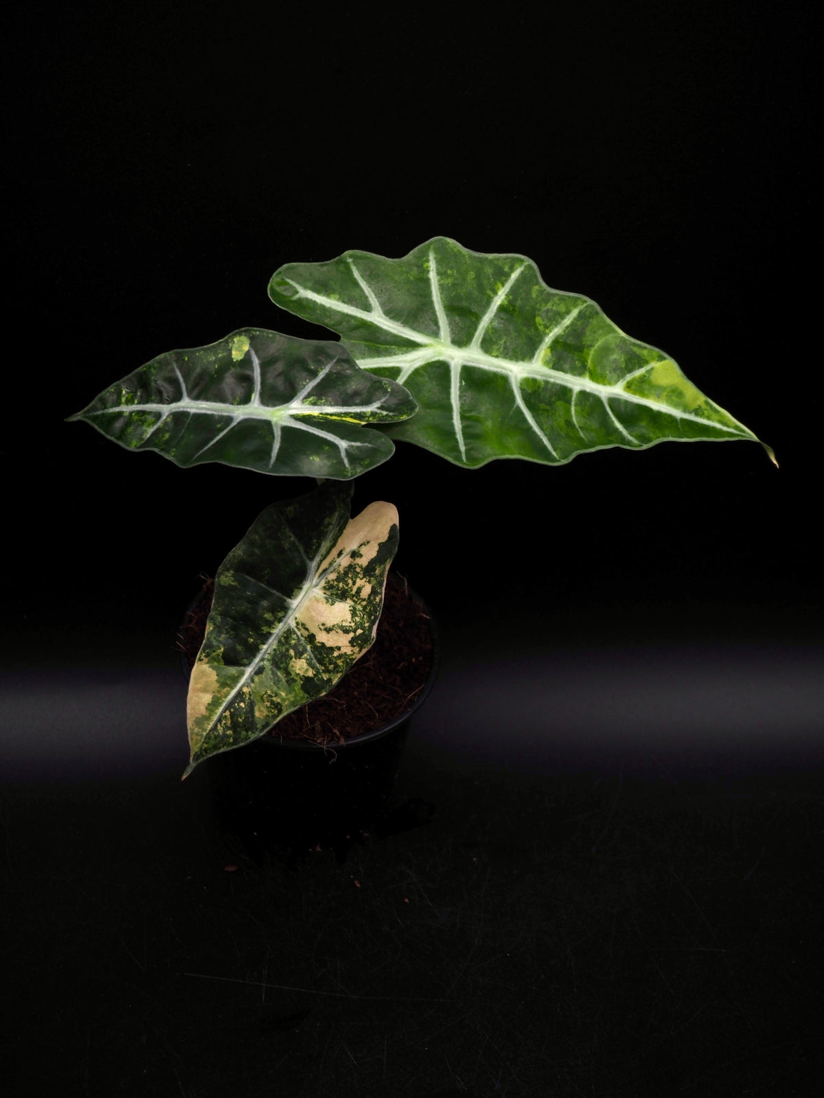 Alocasia Polly Aurea