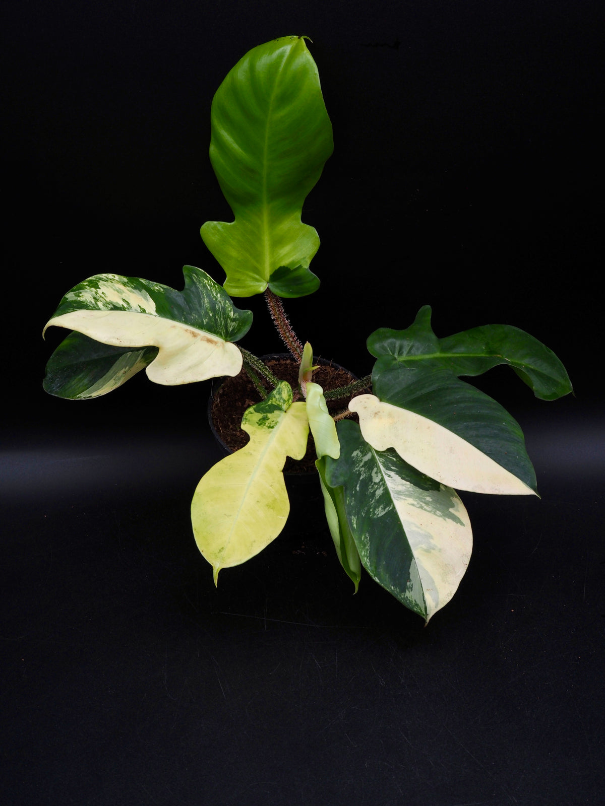 Philodendron Squamiferum Aurea Variegata