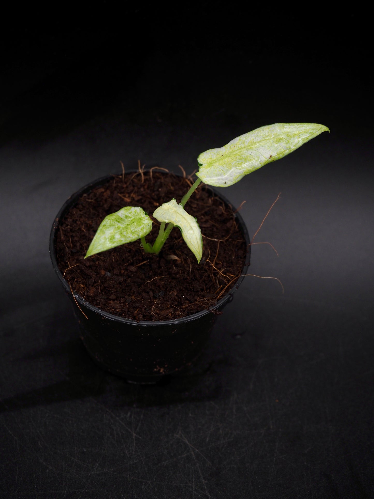 Alocasia Frydek Mint