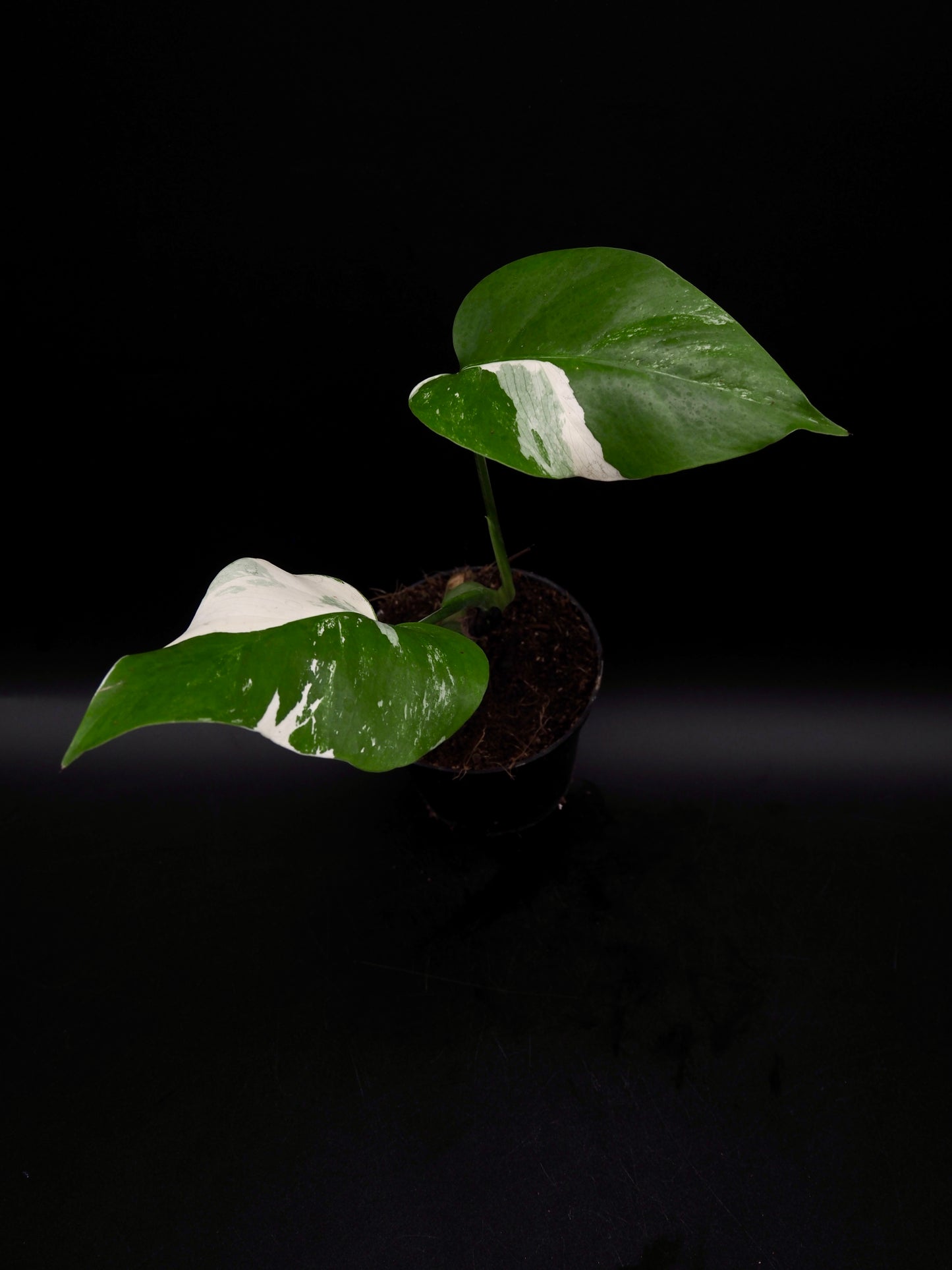 Monstera Borsigiana Albo Variegata