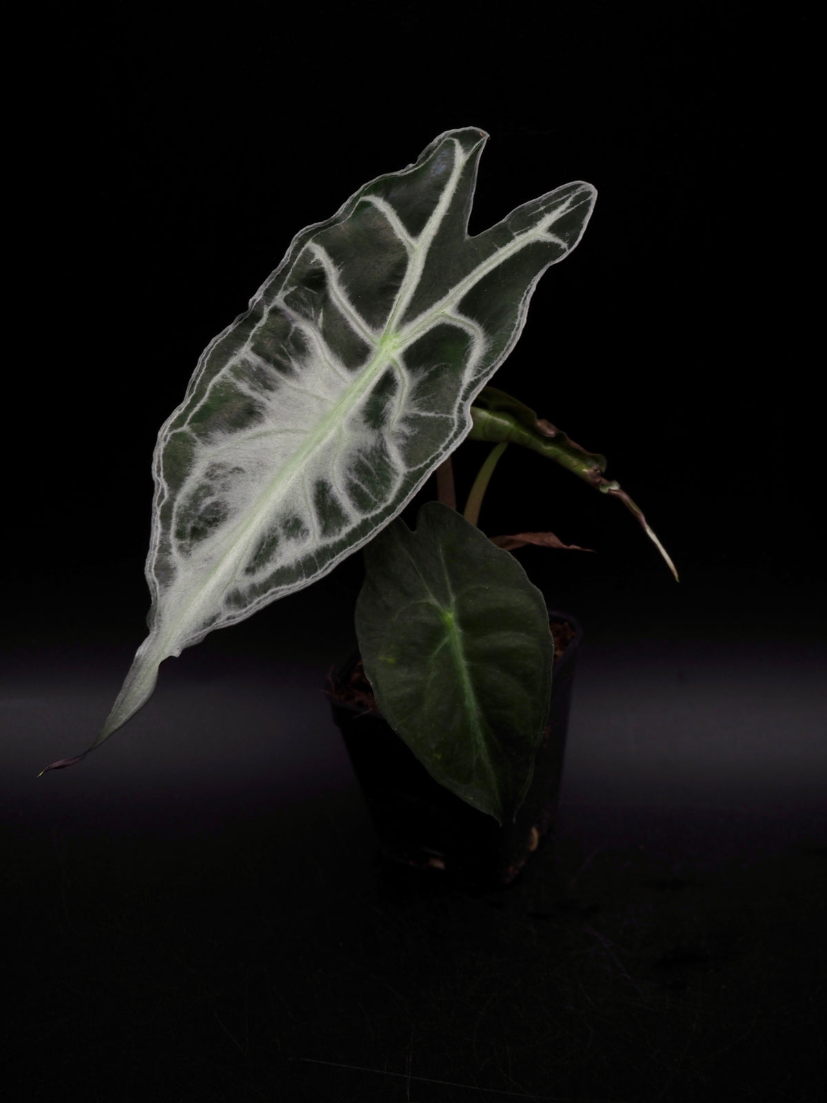 Alocasia Venom S