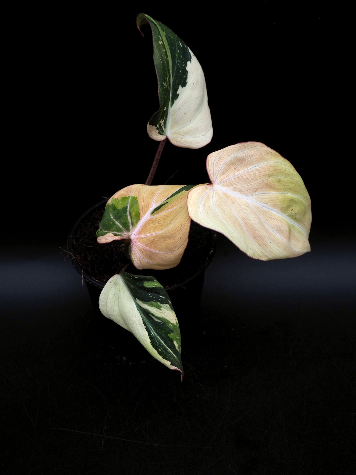 Philodendron Gloriosum Tricolor