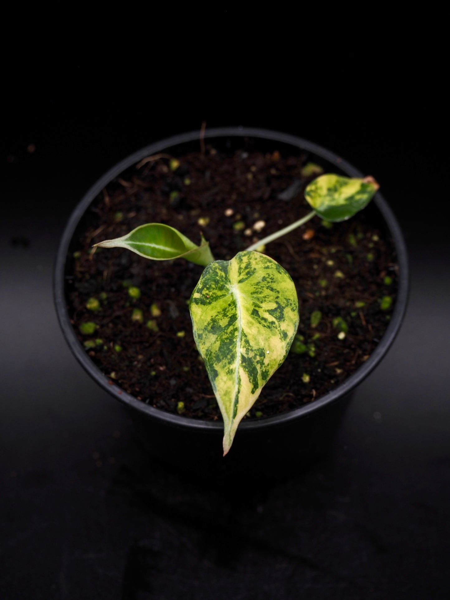 Alocasia Black Velvet Aurea