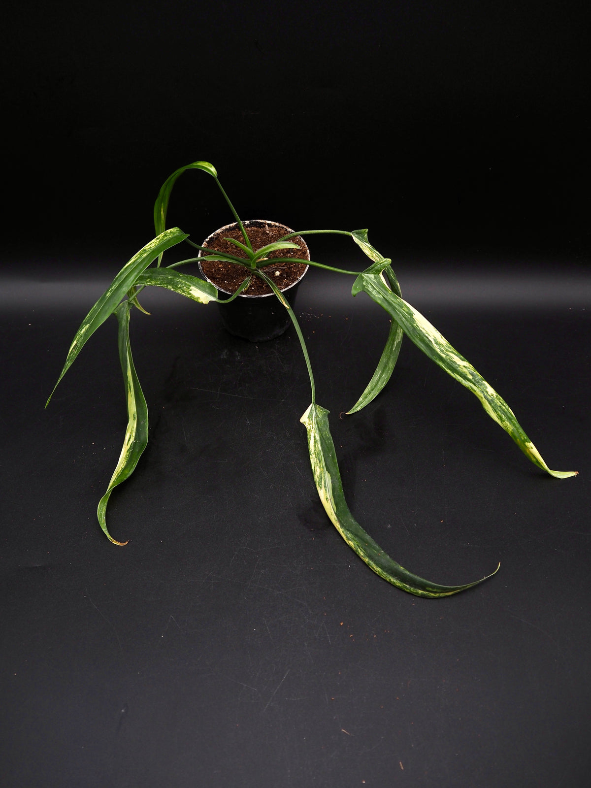 Philodendron Holtonianum Aurea