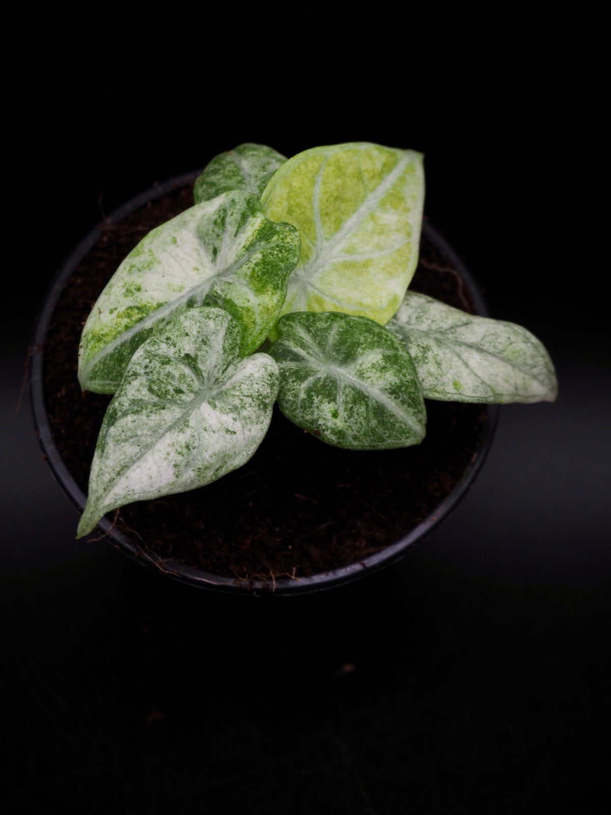 Alocasia Ninja Tricolor