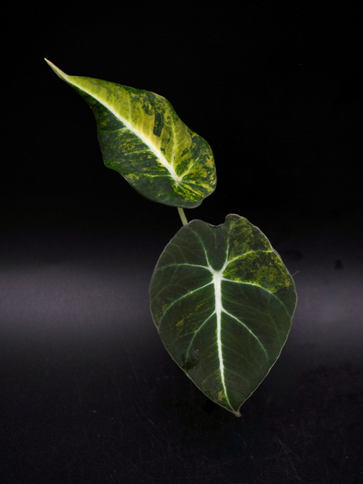 Alocasia Black Velvet Gold