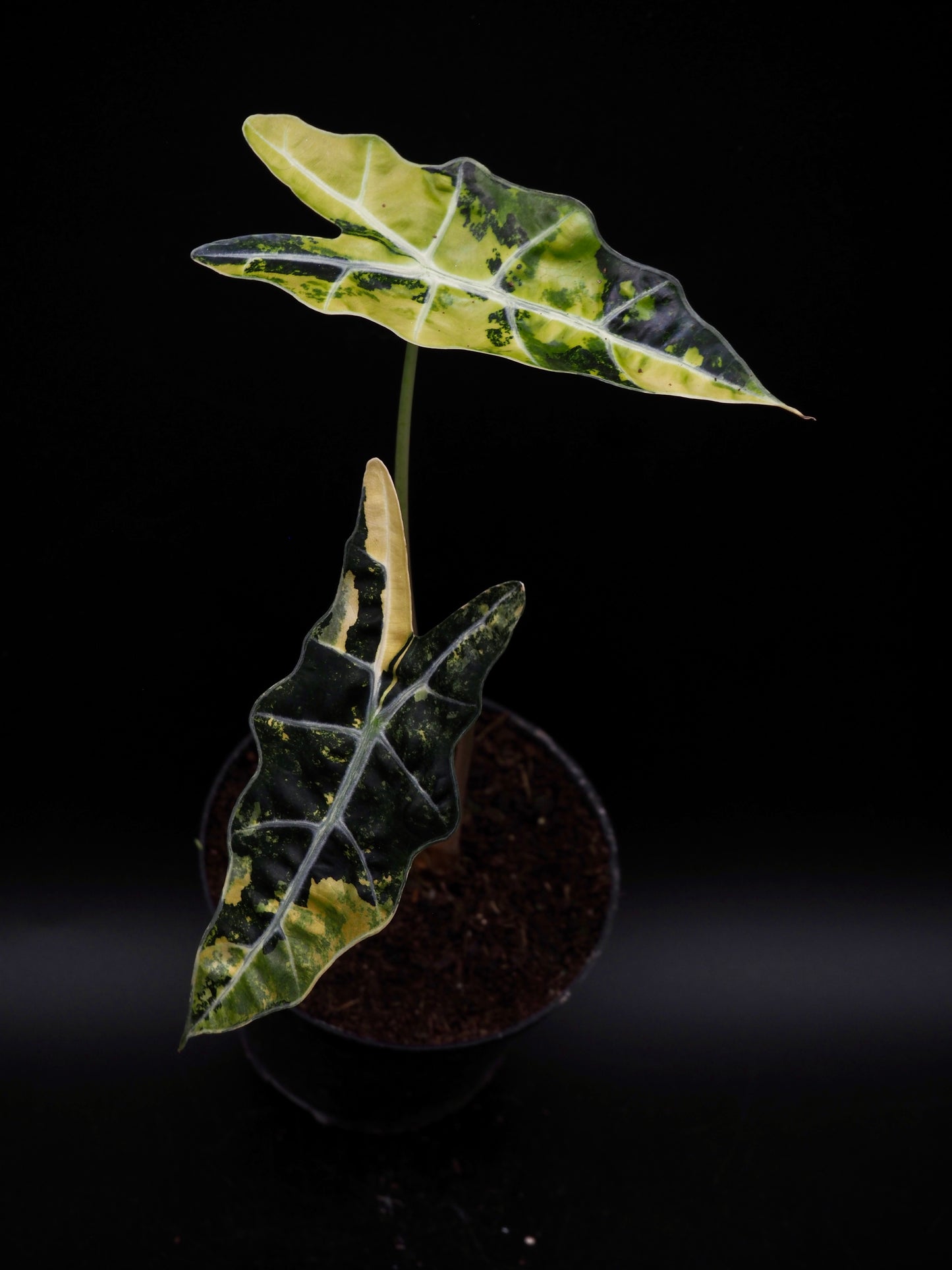 Alocasia Sanderiana Bull Aurea
