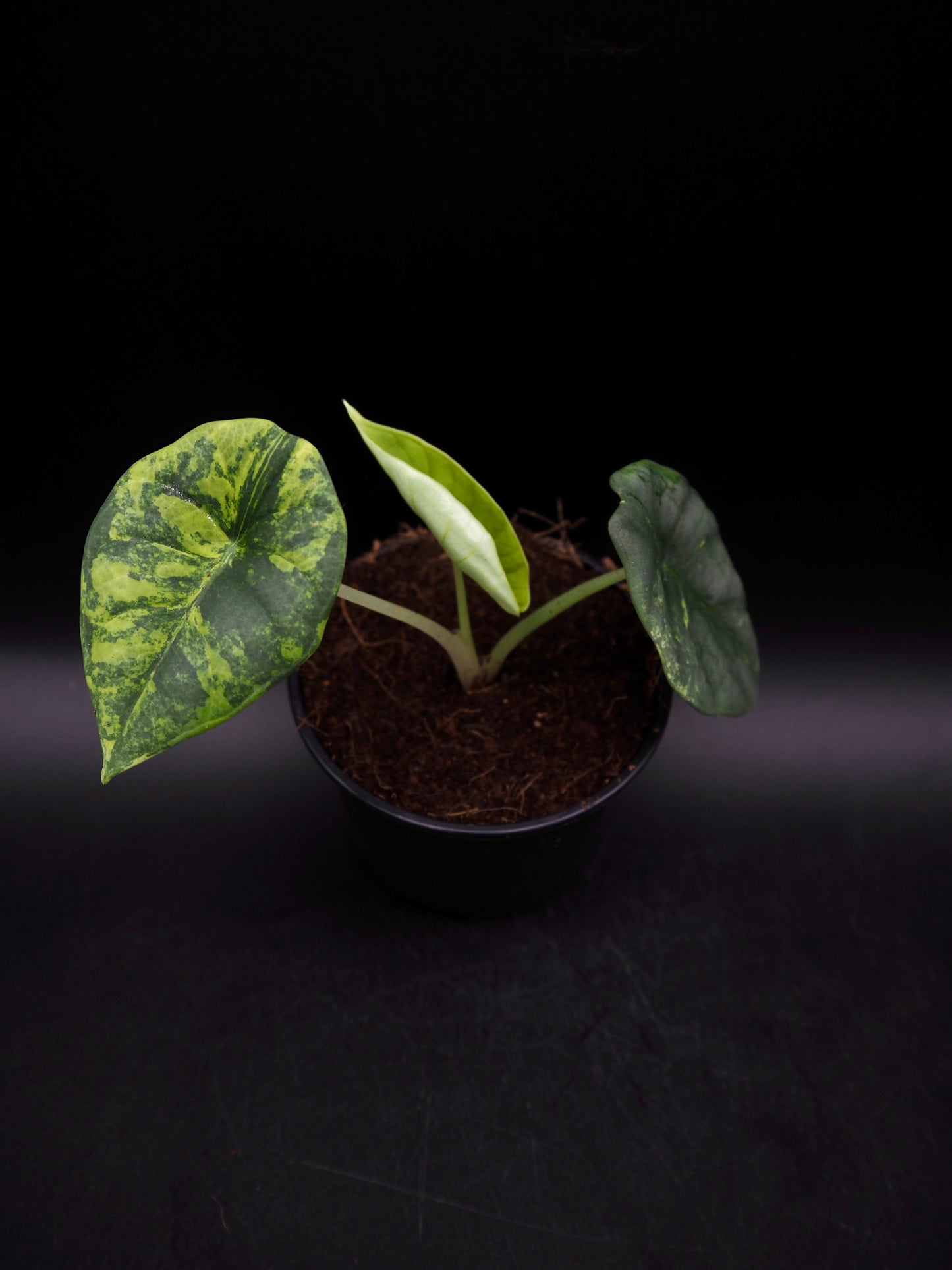 Alocasia Nebula Aurea