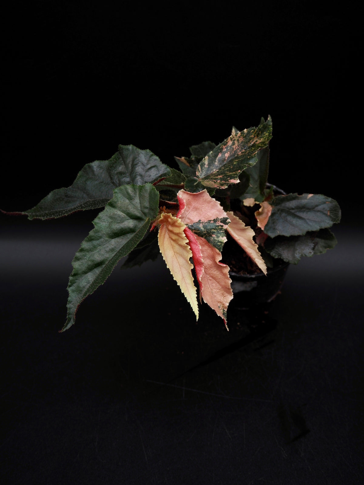 Begonia Ginny Galaxy