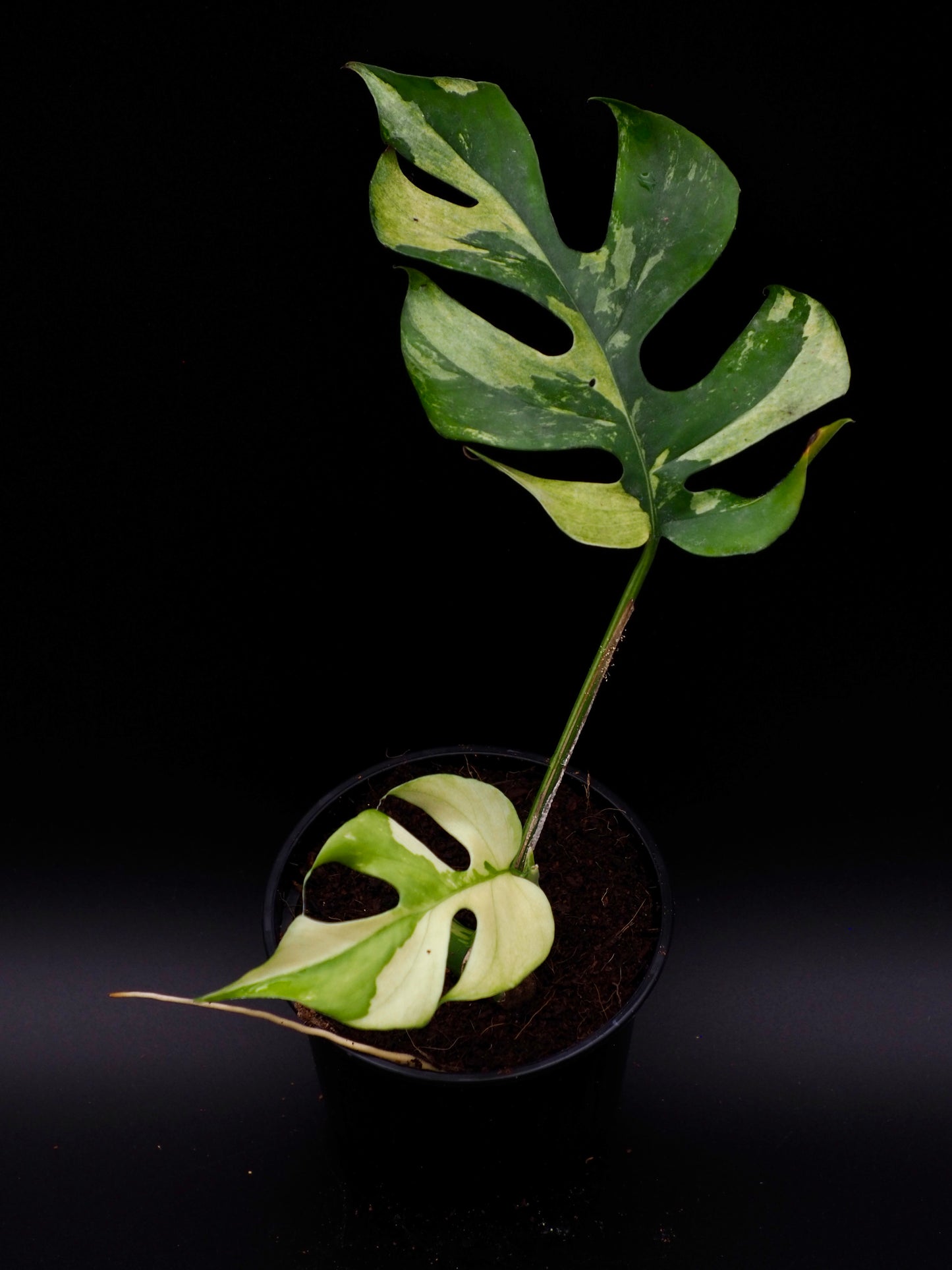 Rhaphidophora Tetrasperma Variegata