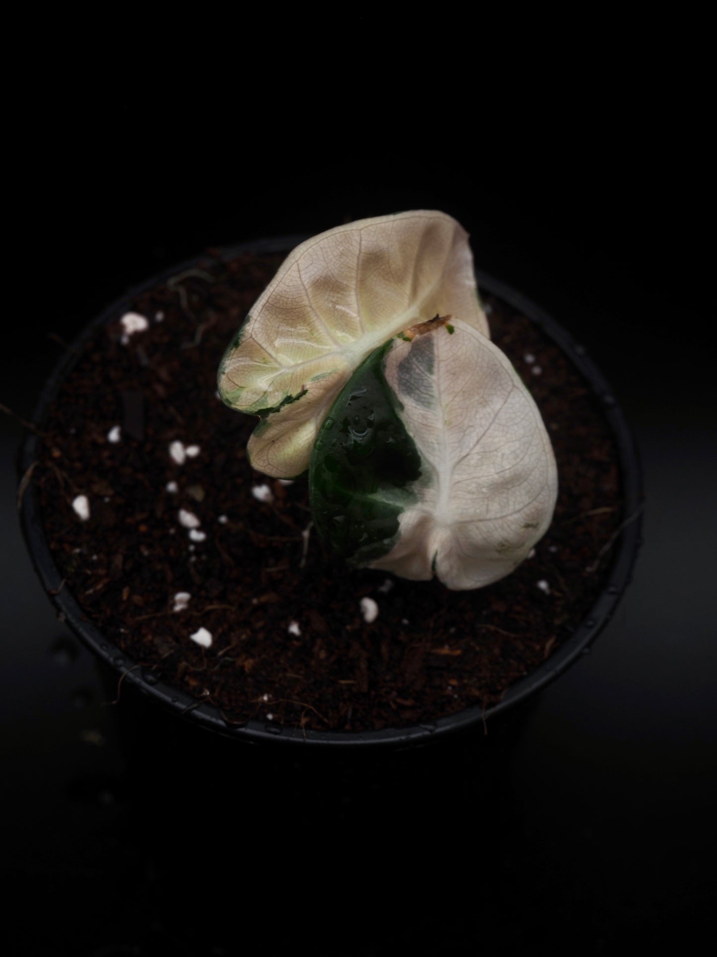 Alocasia Baloon Heart Pink