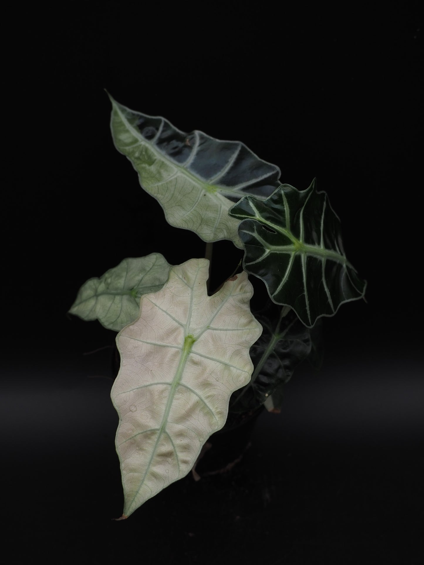 Alocasia Polly Pink Variegata