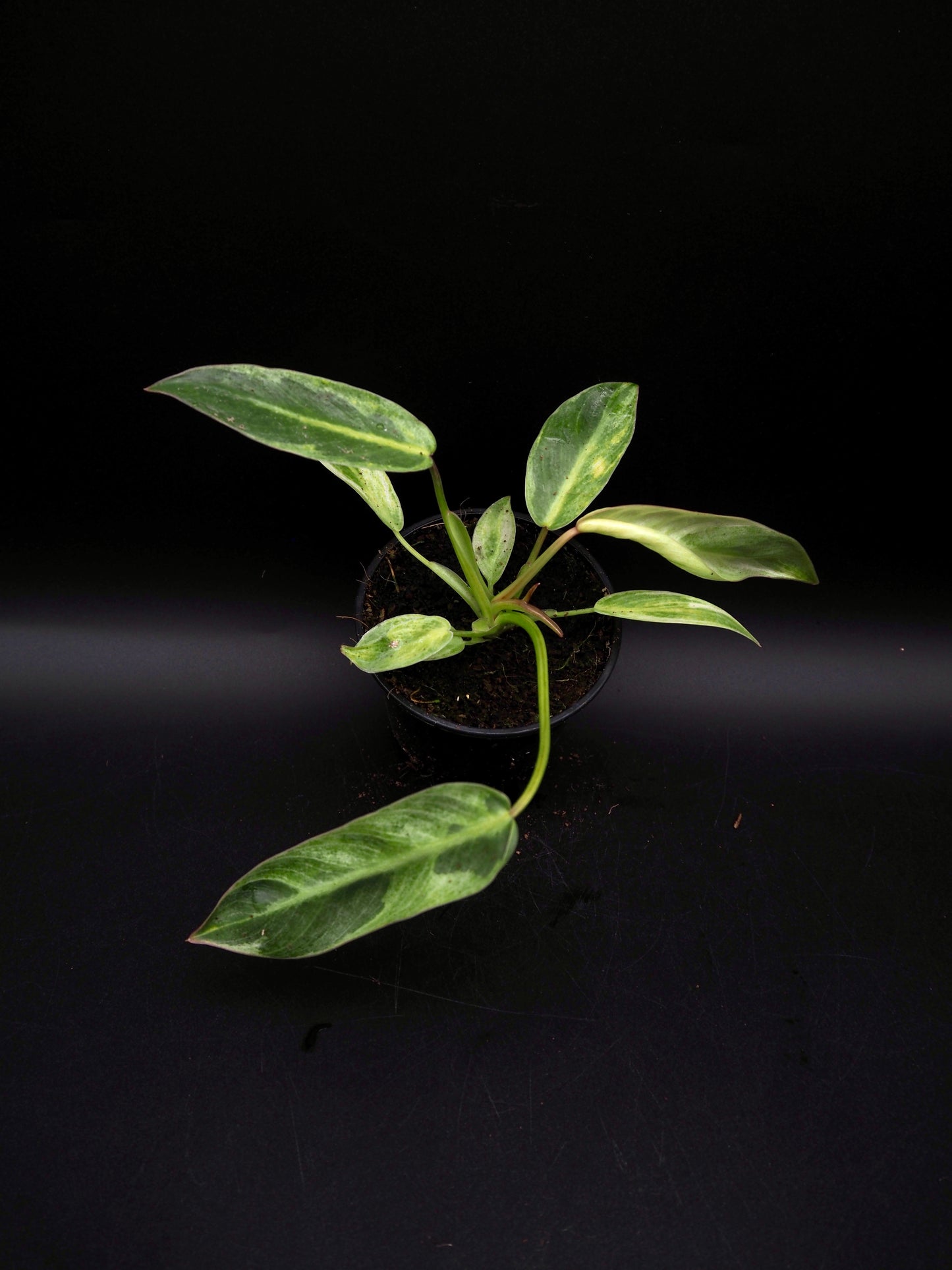 Philodendron Spiritus Sancti Variegata