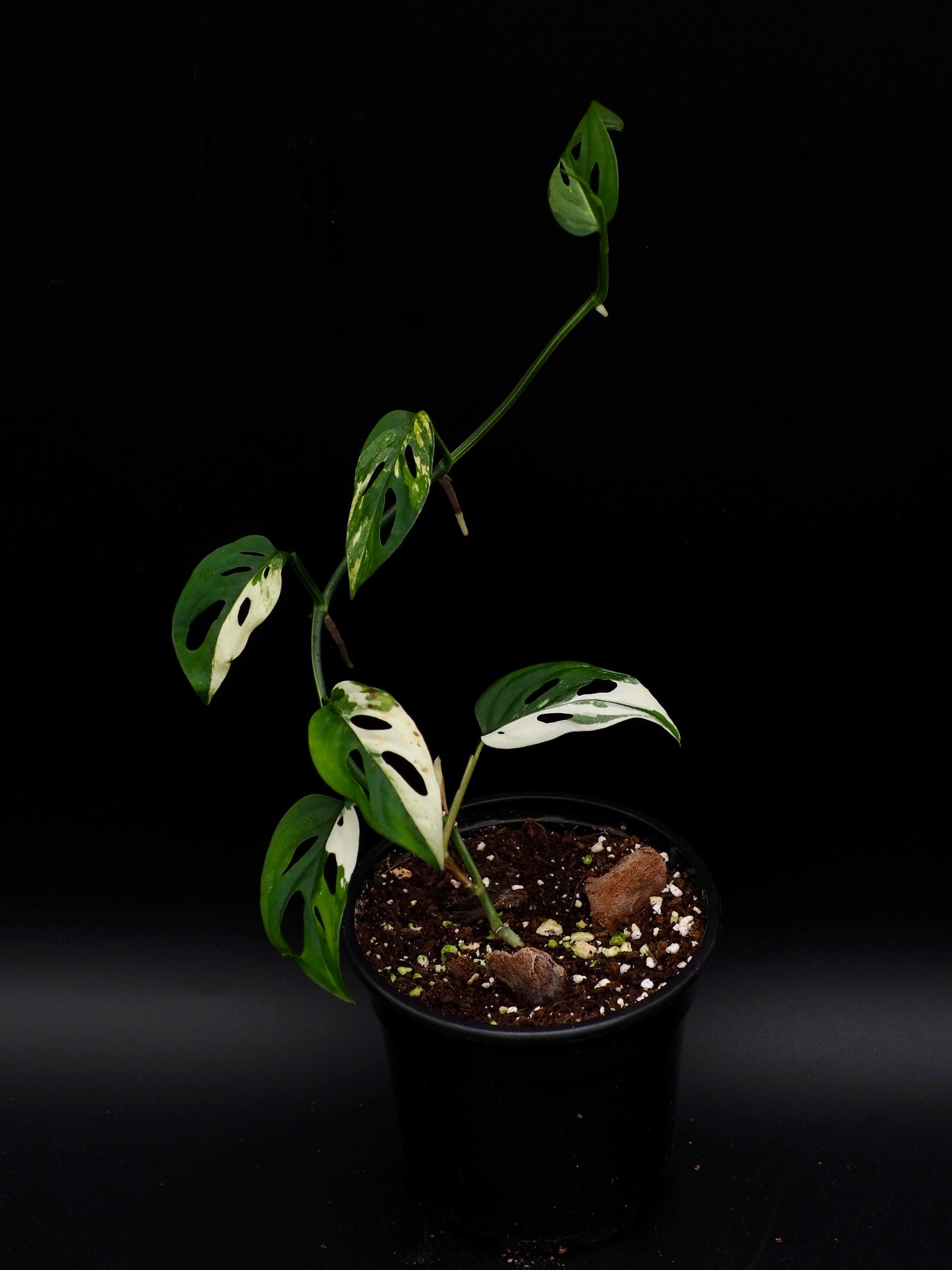 Monstera adansonii variegata