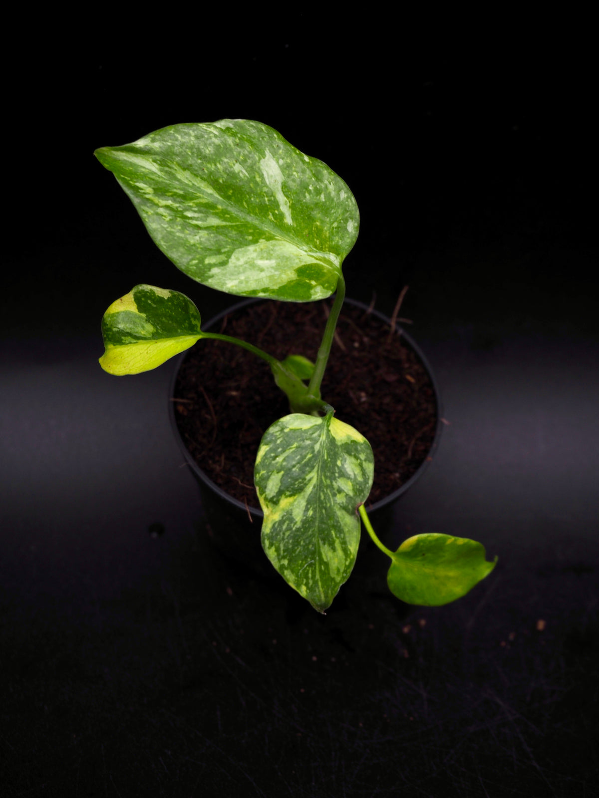 Monstera Deliciosa Electrolyte