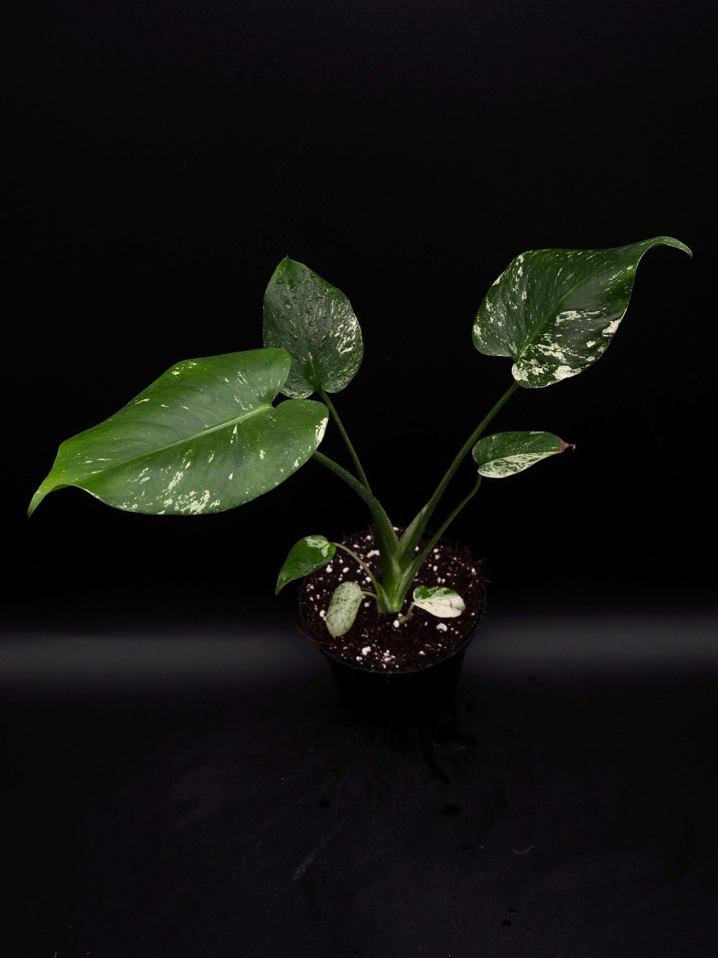Monstera Deliciosa Monstre Blanc