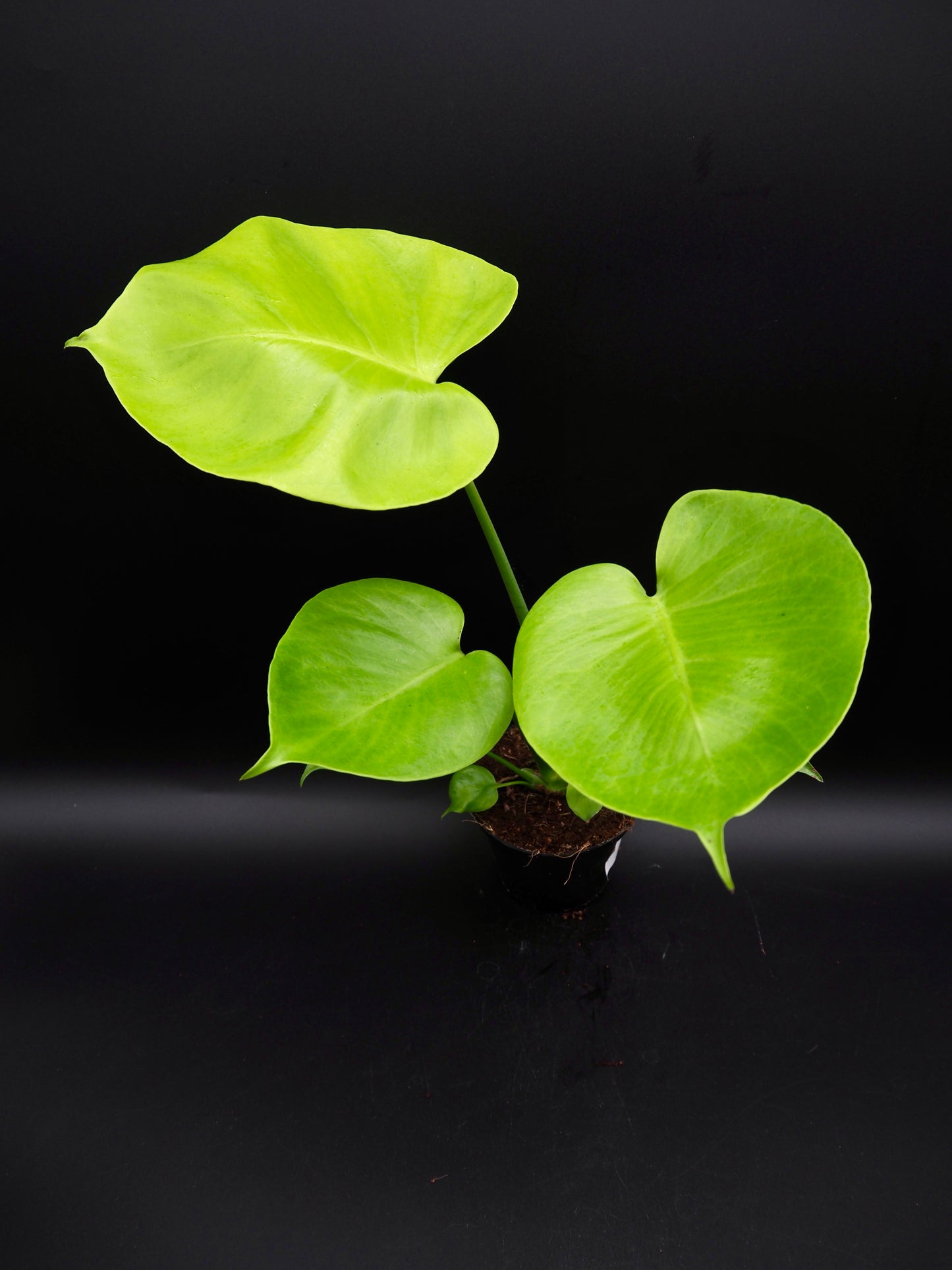 Monstera Citron Vert