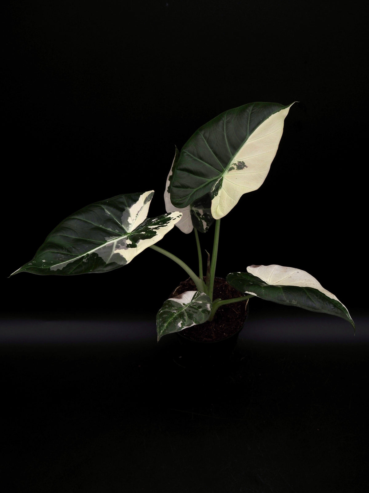 Alocasia Regal Shield Albo