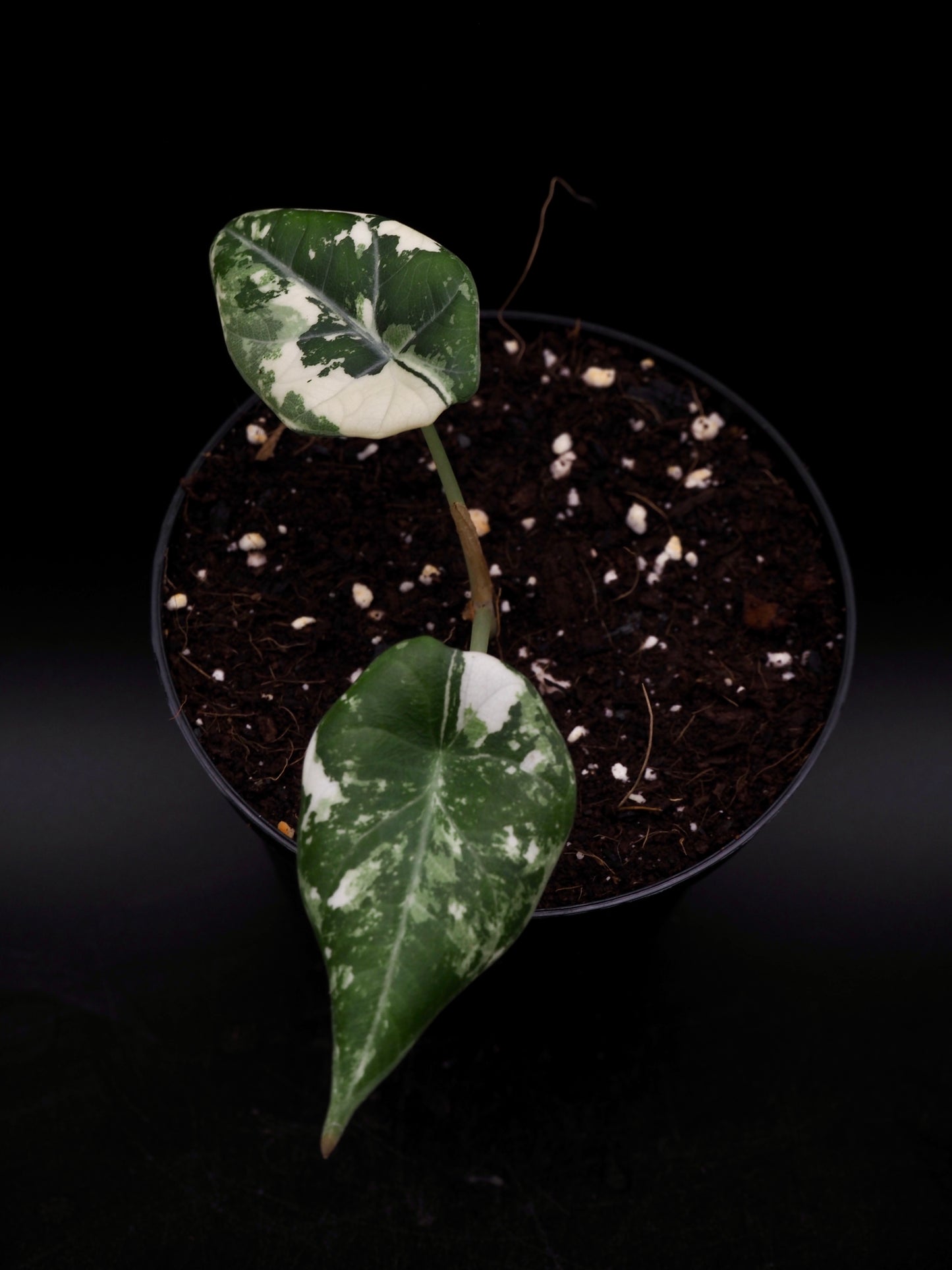 Alocasia Maharani Albo Variegata