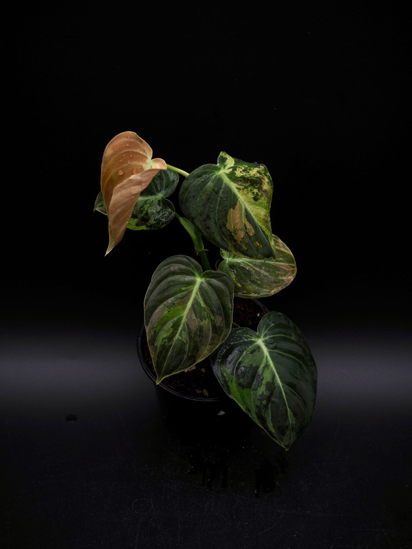 Philodendron Melanochrysum Variegata