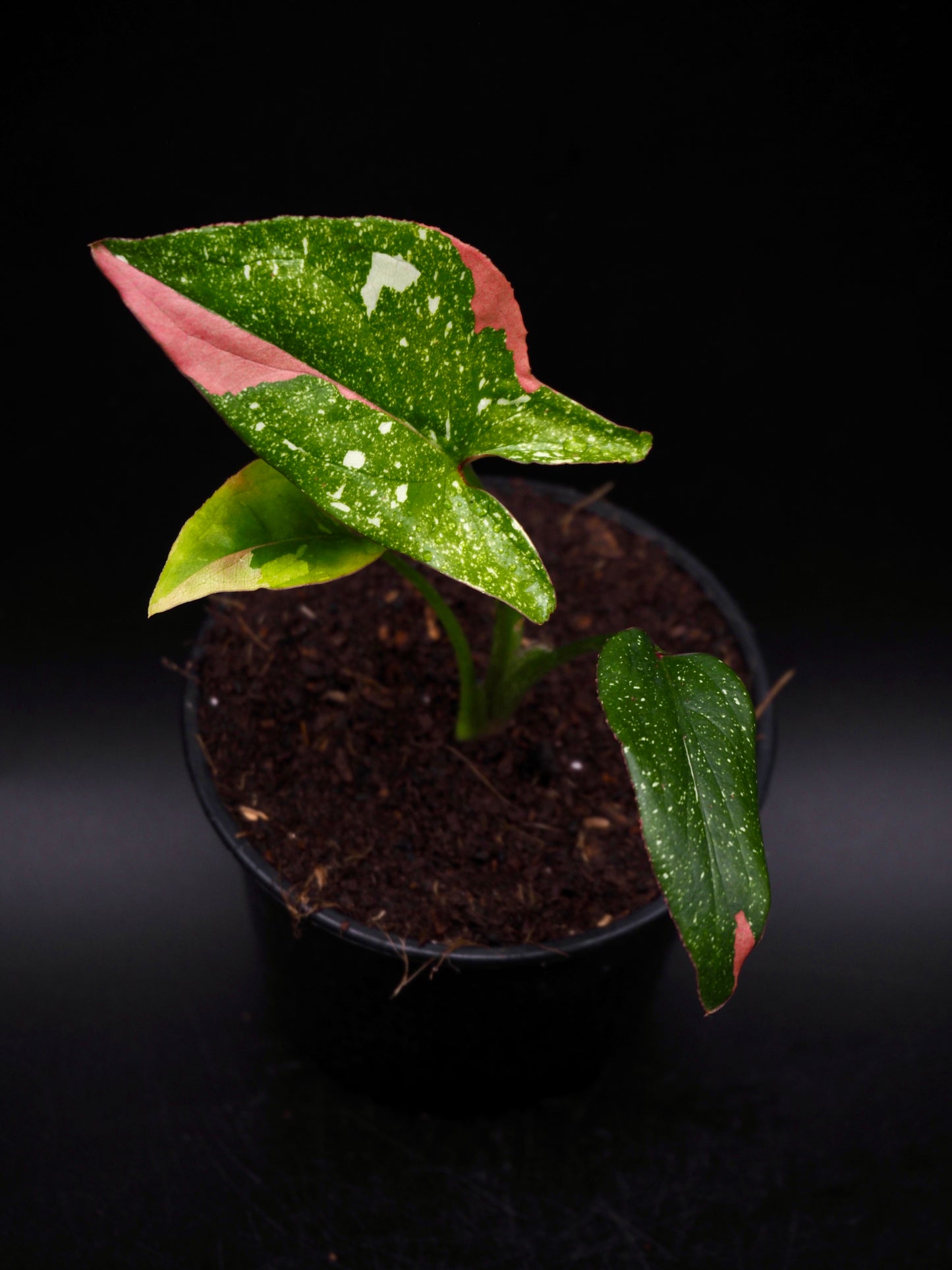 Syngonium Red Spot Tricolor