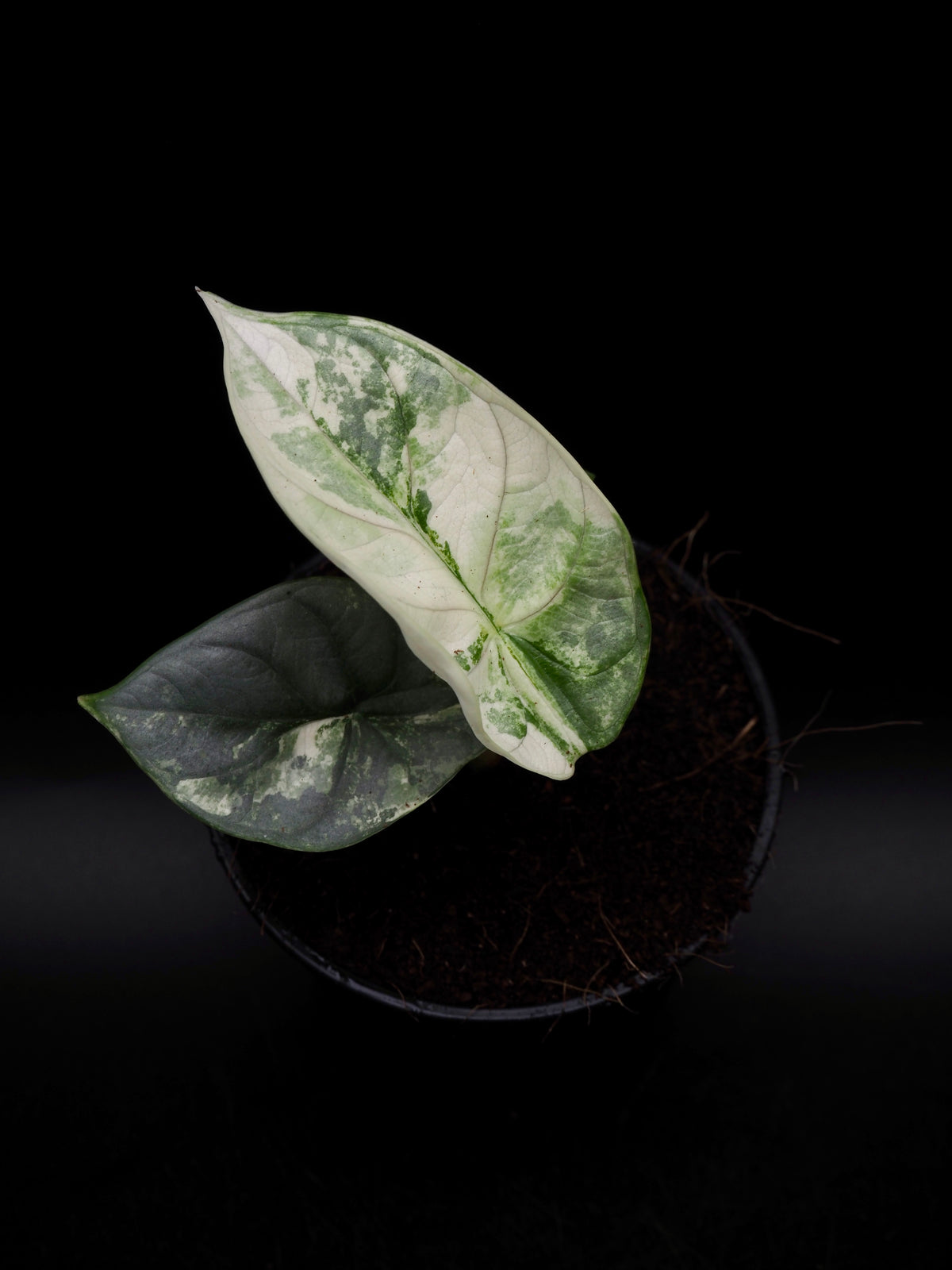 Alocasia Silver Dragon Albo