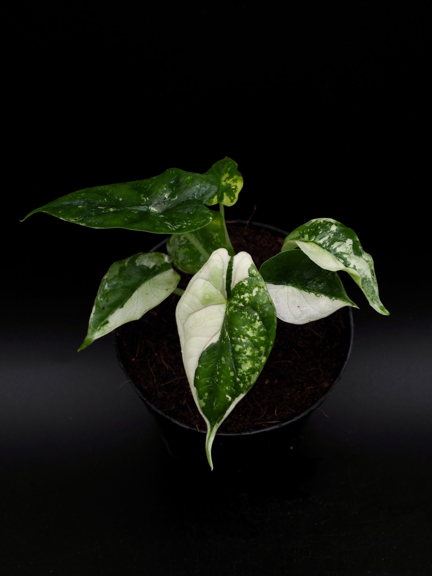 Alocasia Dragon Scale Albo Variegata