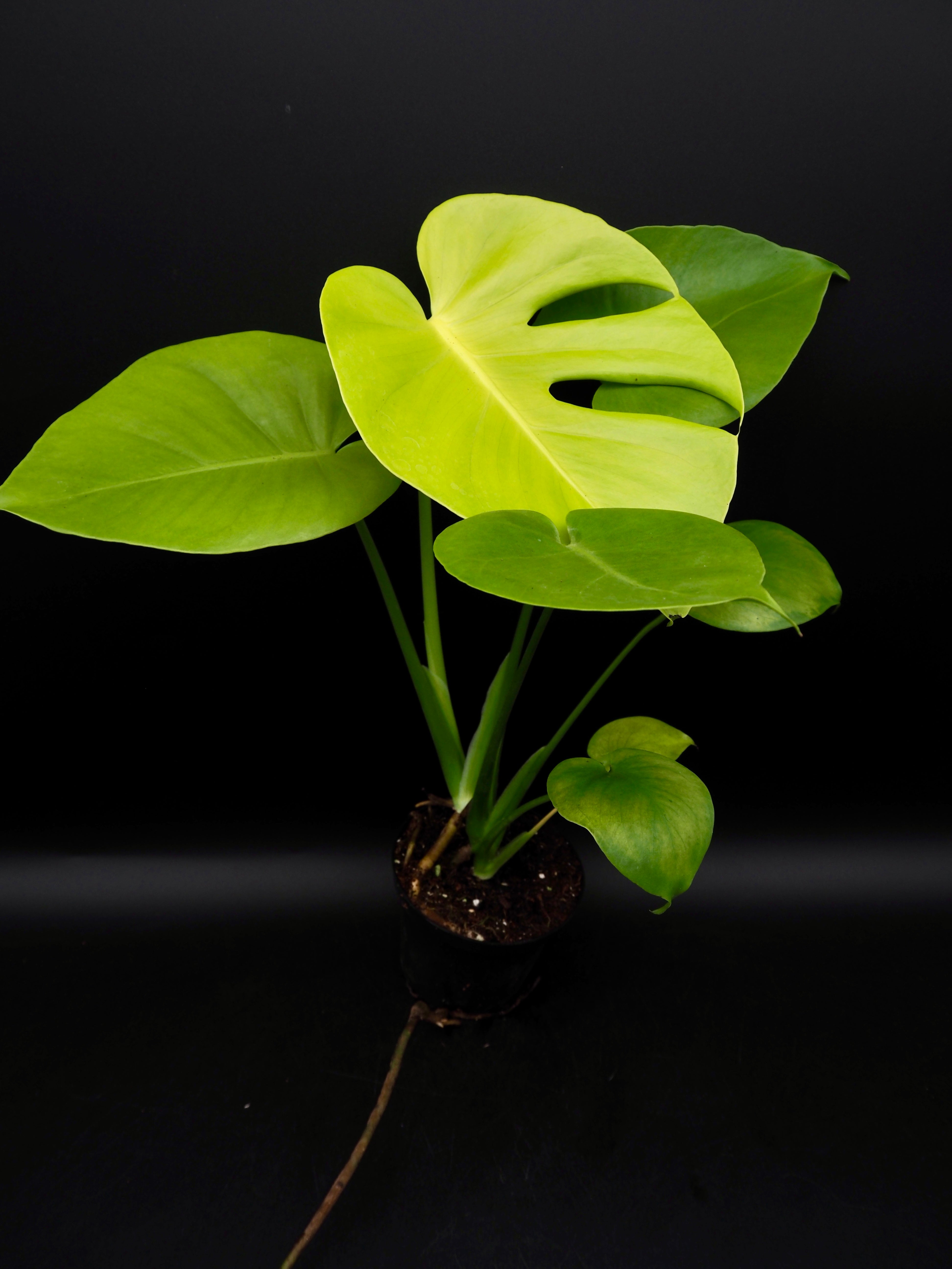 Monstera Lemon Lime – Jolaplants